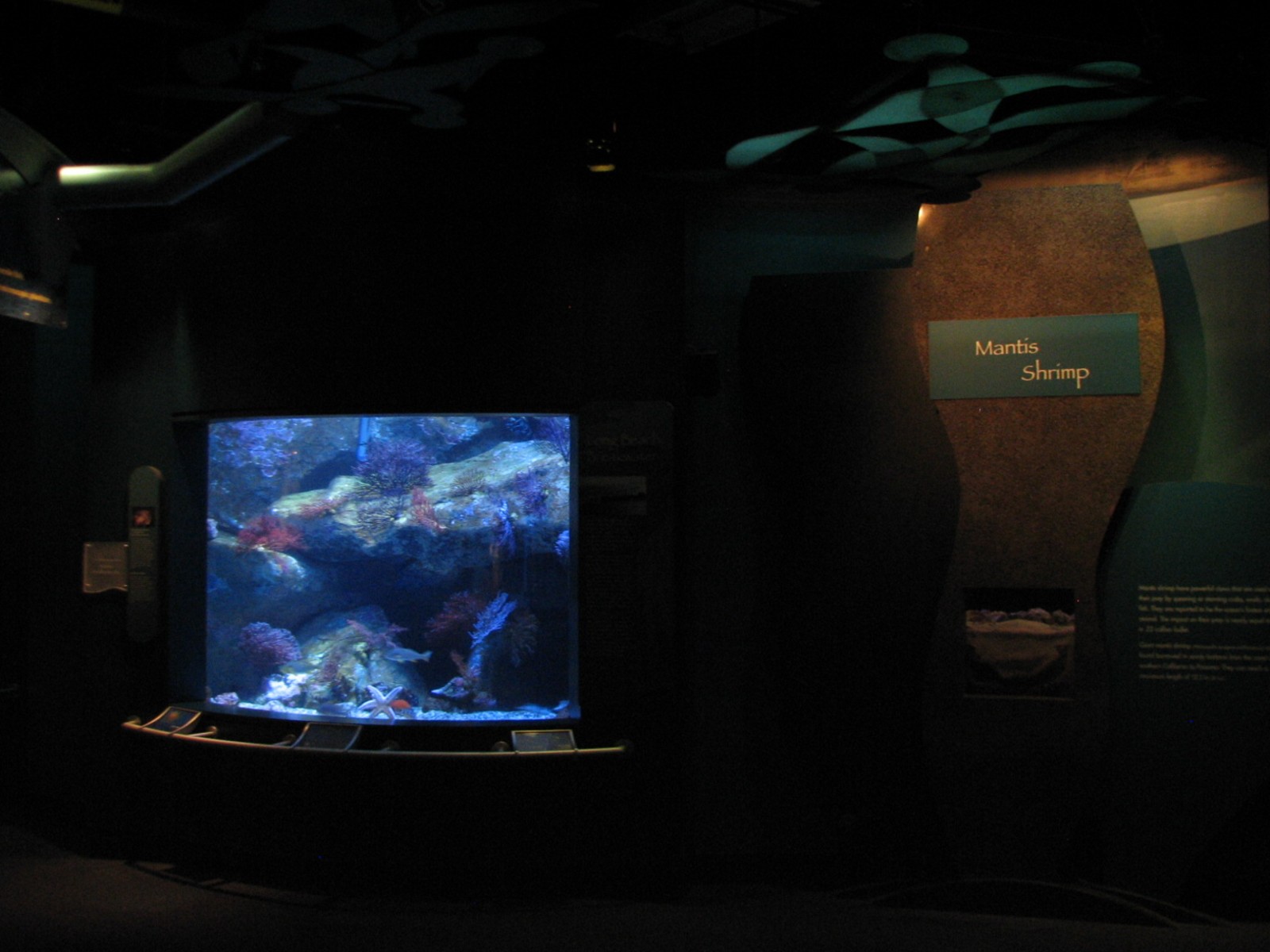 Southern California/Baja Gallery - Giant Mantis Shrimp and Breakwater Exhib