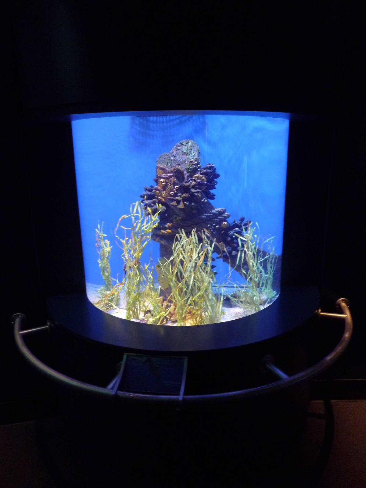Southern California/Baja Gallery - Pacific Seahorse Exhibit