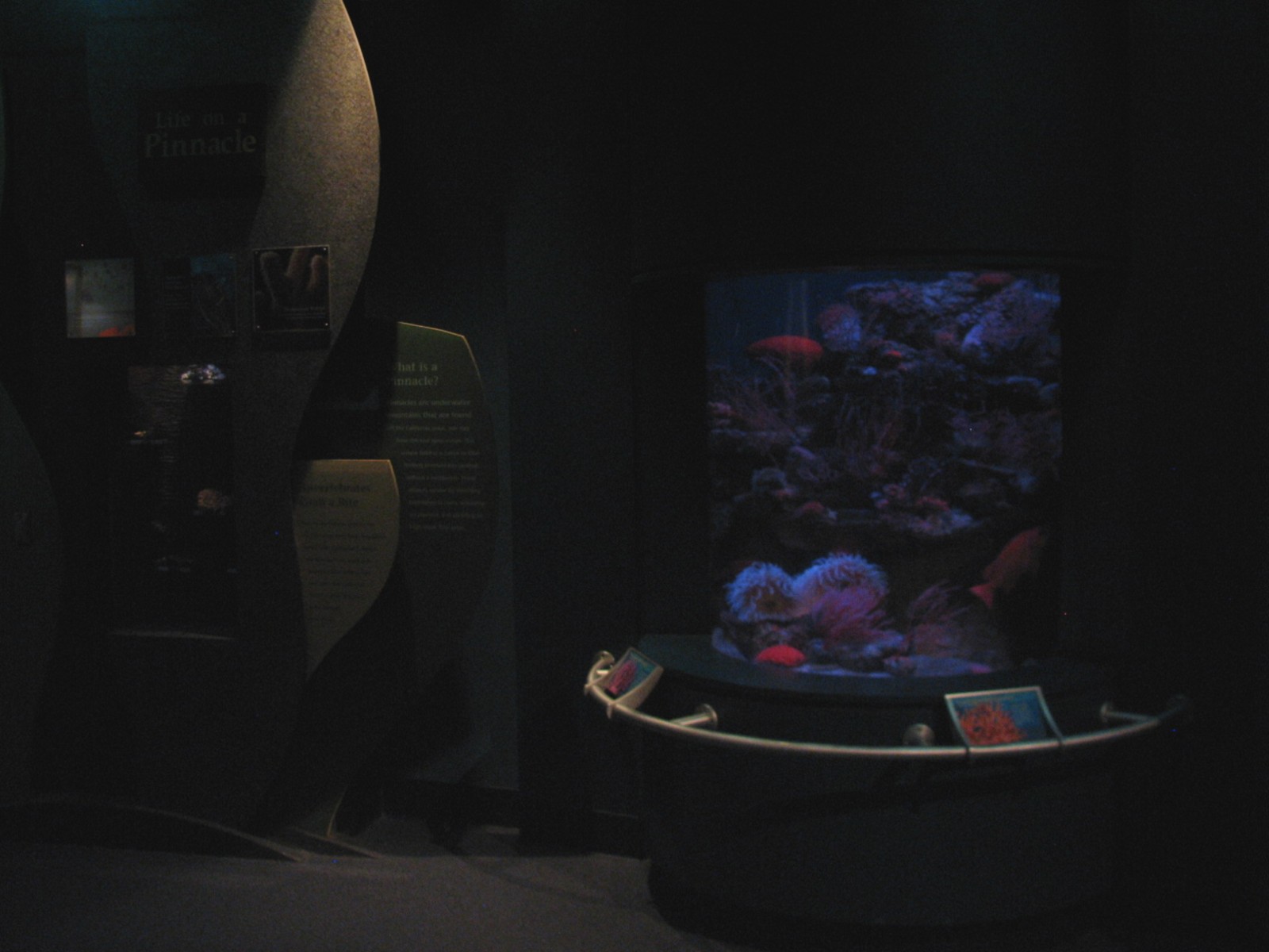 Southern California/Baja Gallery - Pinnacle Exhibits for Hydrocorals