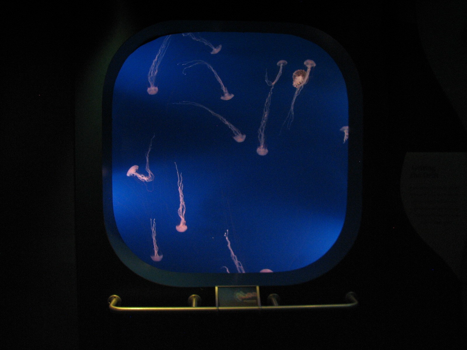 Southern California/Baja Gallery - Purple-striped Jelly Exhibit