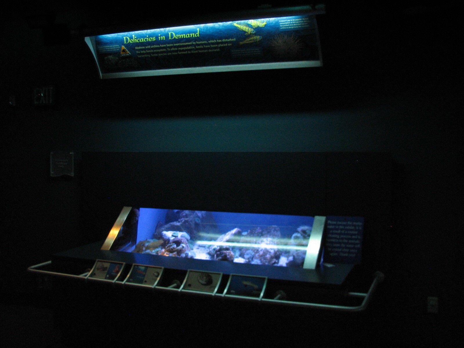 Southern California/Baja Gallery - Red Abalone Exhibit