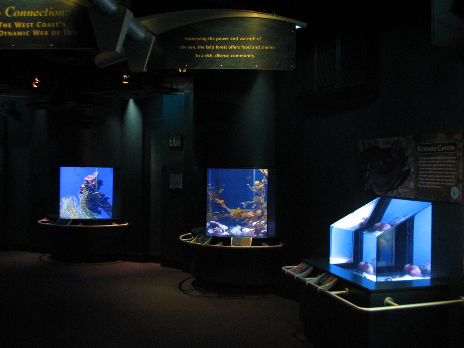 Southern California/Baja Gallery - Redondo Canyon, Kelp Camouflage, and Eel