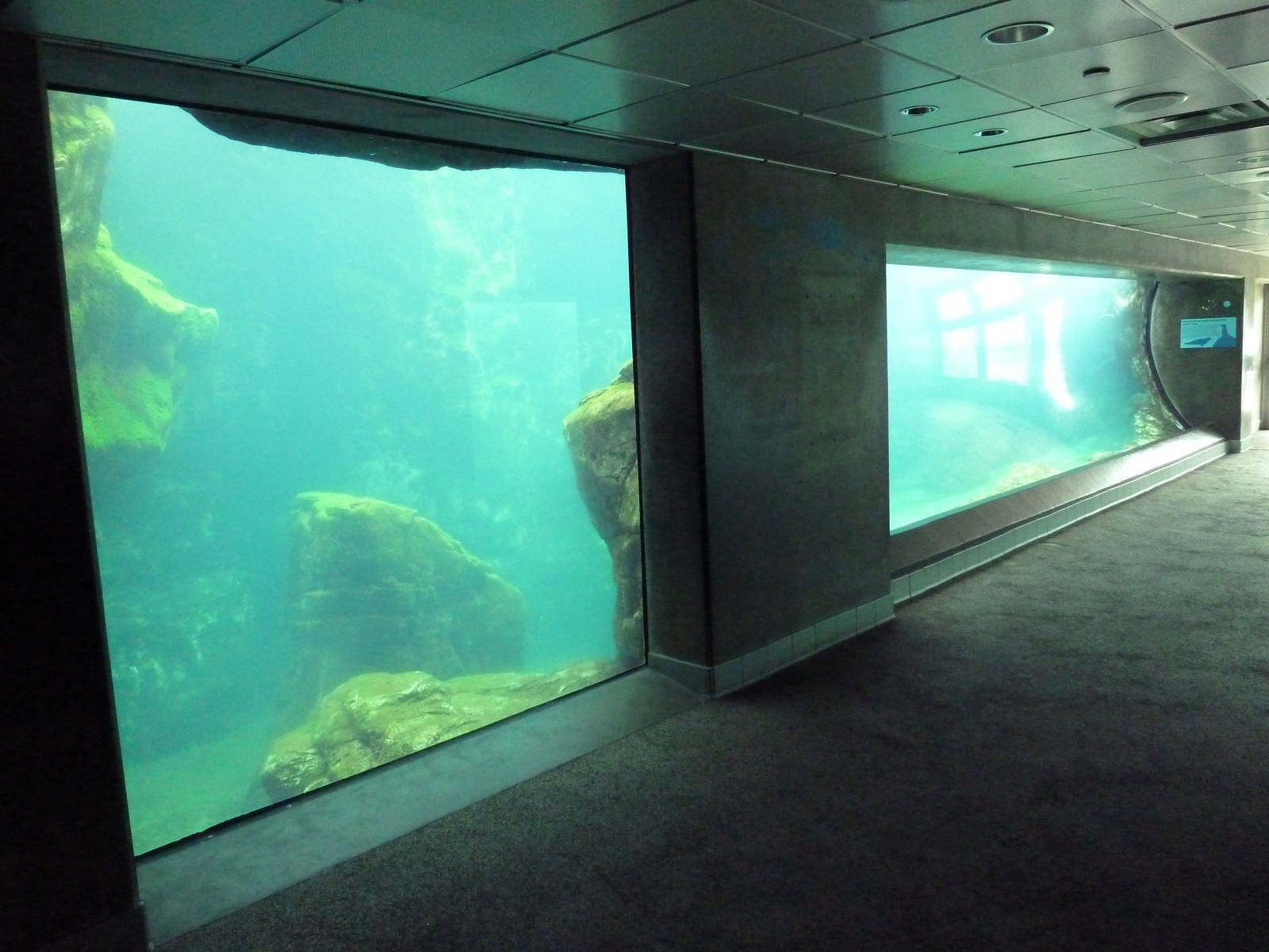 Southern California/Baja Gallery - Sea Lion/Harbor Seal Exhibit