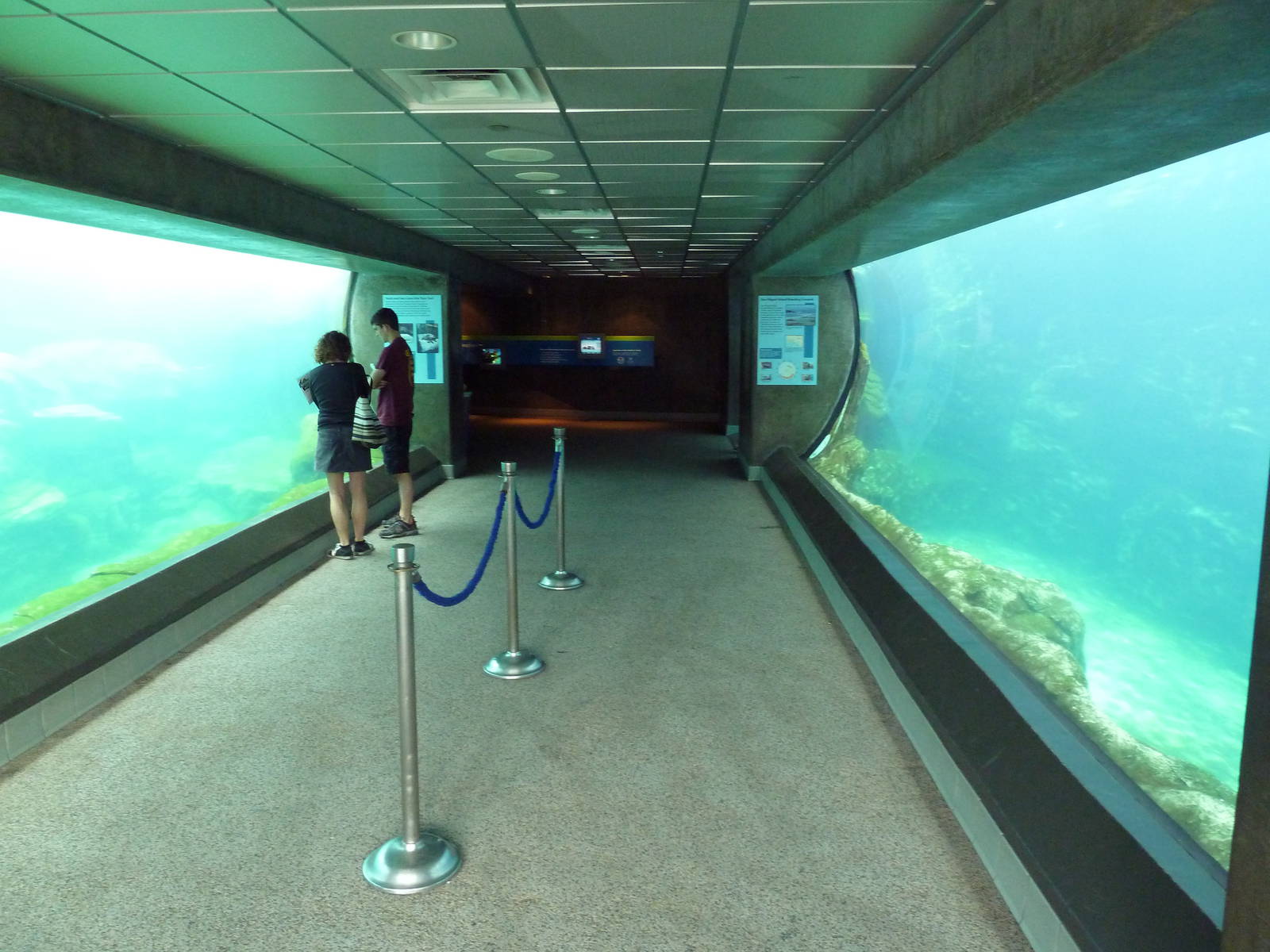 Southern California/Baja Gallery - Sea Lion/Harbor Seal Exhibit