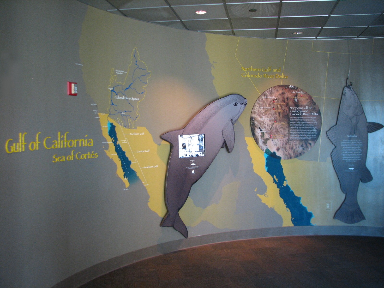 Southern California/Baja Gallery - Sea of Cortes Display