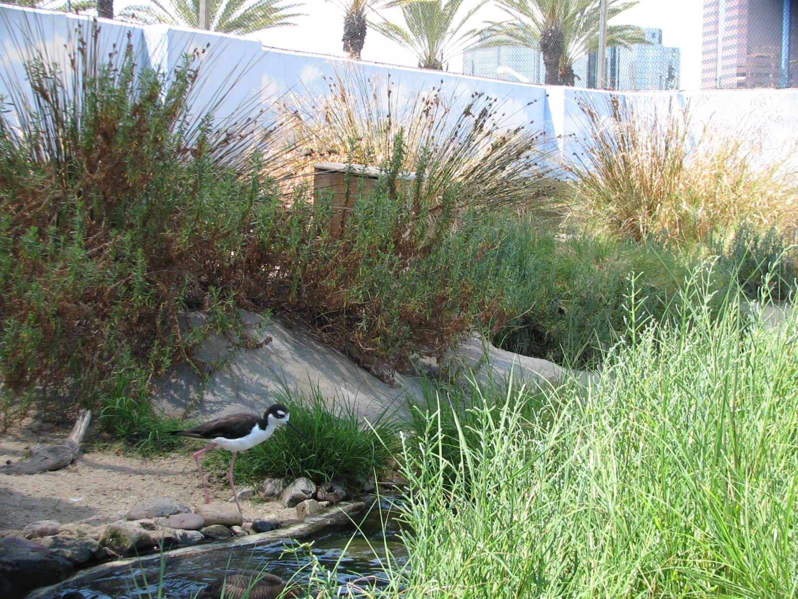 Southern California/Baja Gallery - Shorebird Sanctuary Exhibit