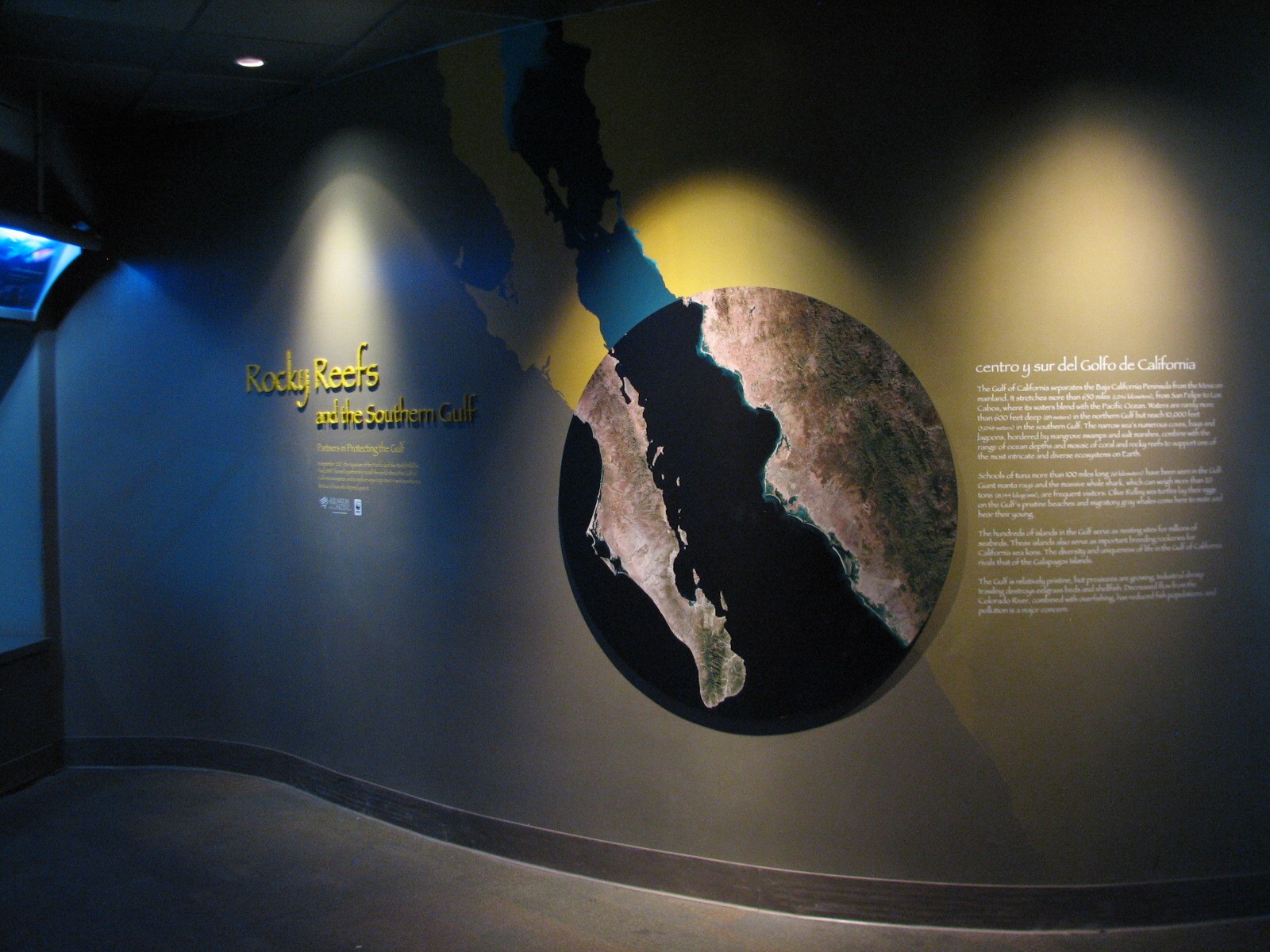 Southern California/Baja Gallery - Southern Gulf Display