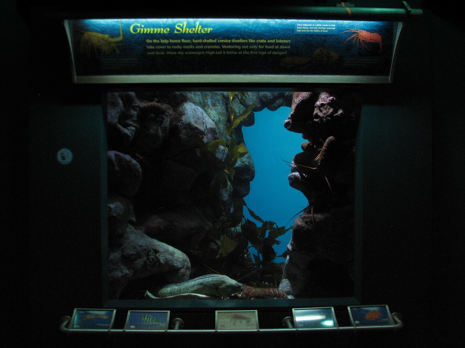 Southern California/Baja Gallery - Spiny Lobster Exhibit