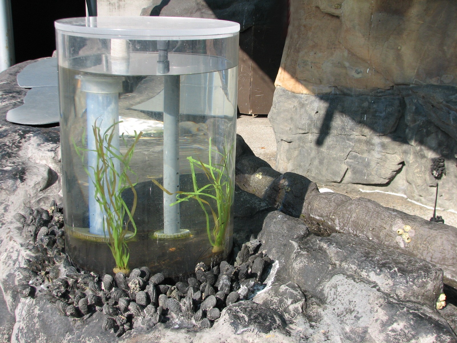 Southern California/Baja Gallery - Tidepool Treasures Exhibits