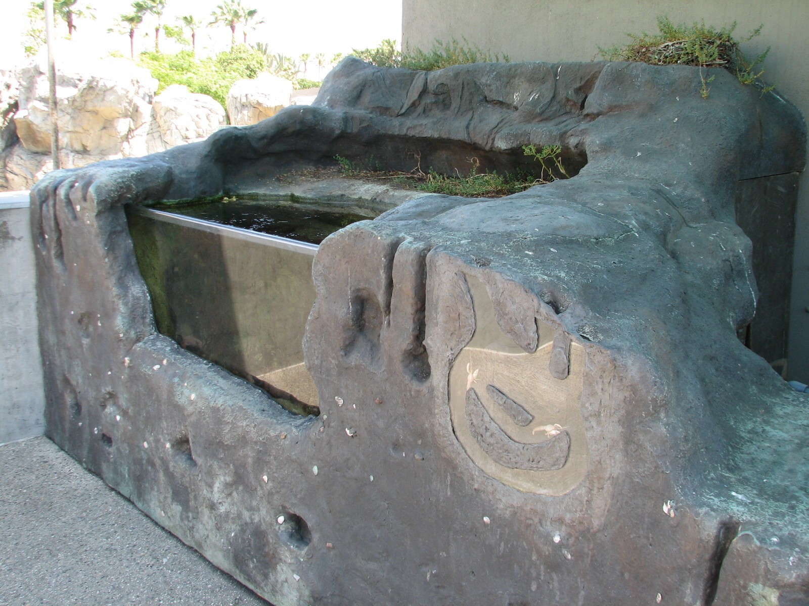 Southern California/Baja Gallery - Tidepool Treasures Exhibits