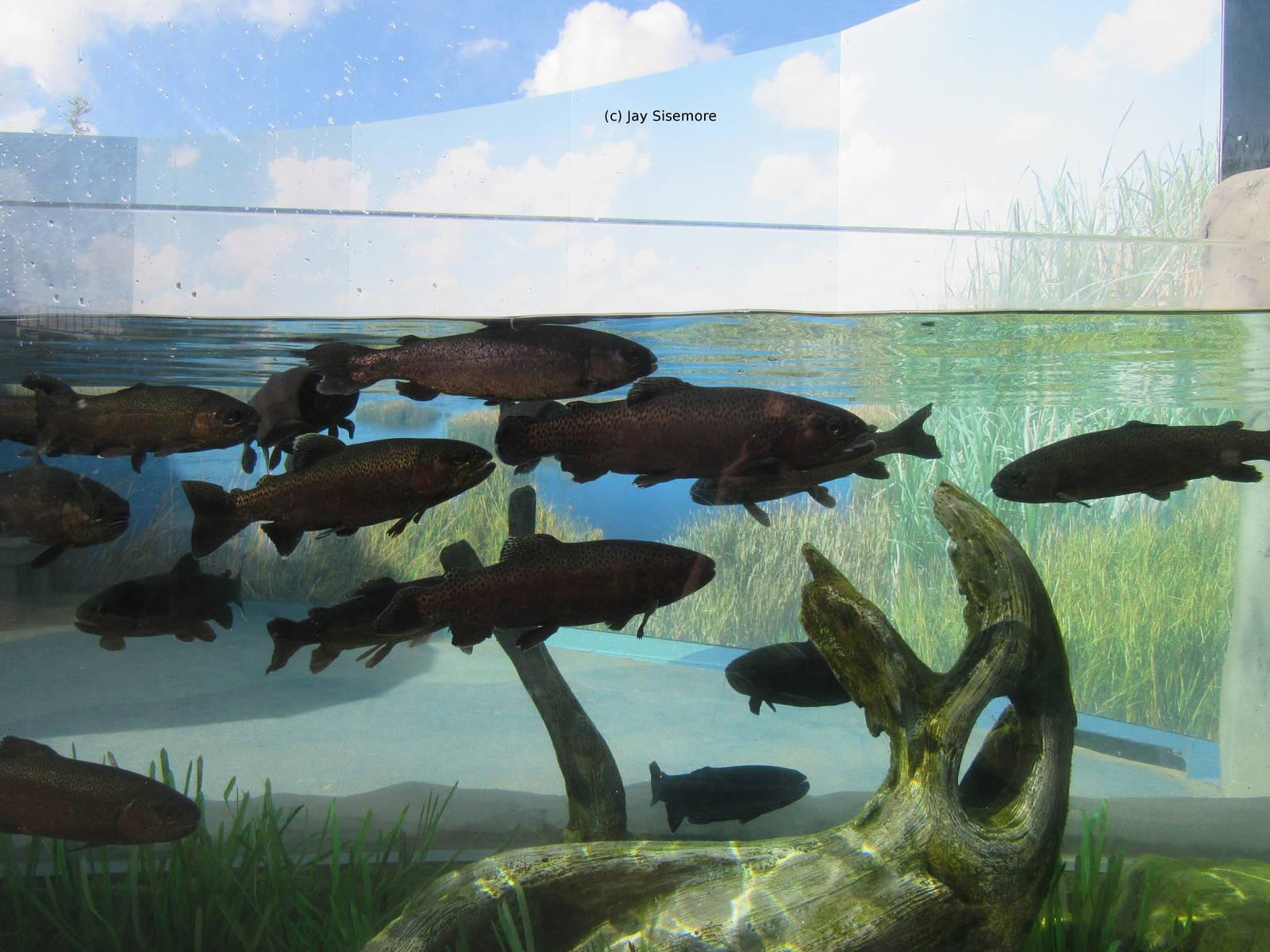 Southern California Steelhead (Rainbow Trout)