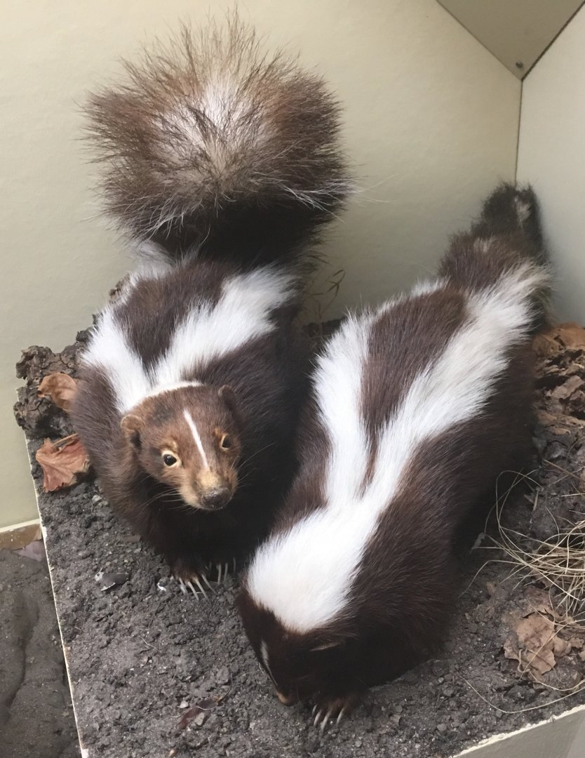 Southern california striped skunk (Mephitis mephitis holzneri)