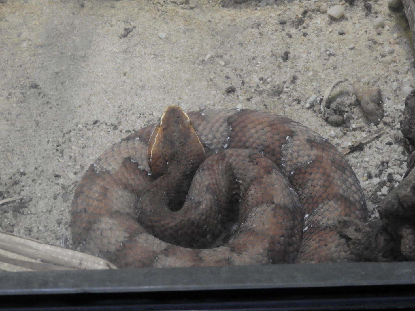 Southern Cantil (Agkistrodon howardgloydi)