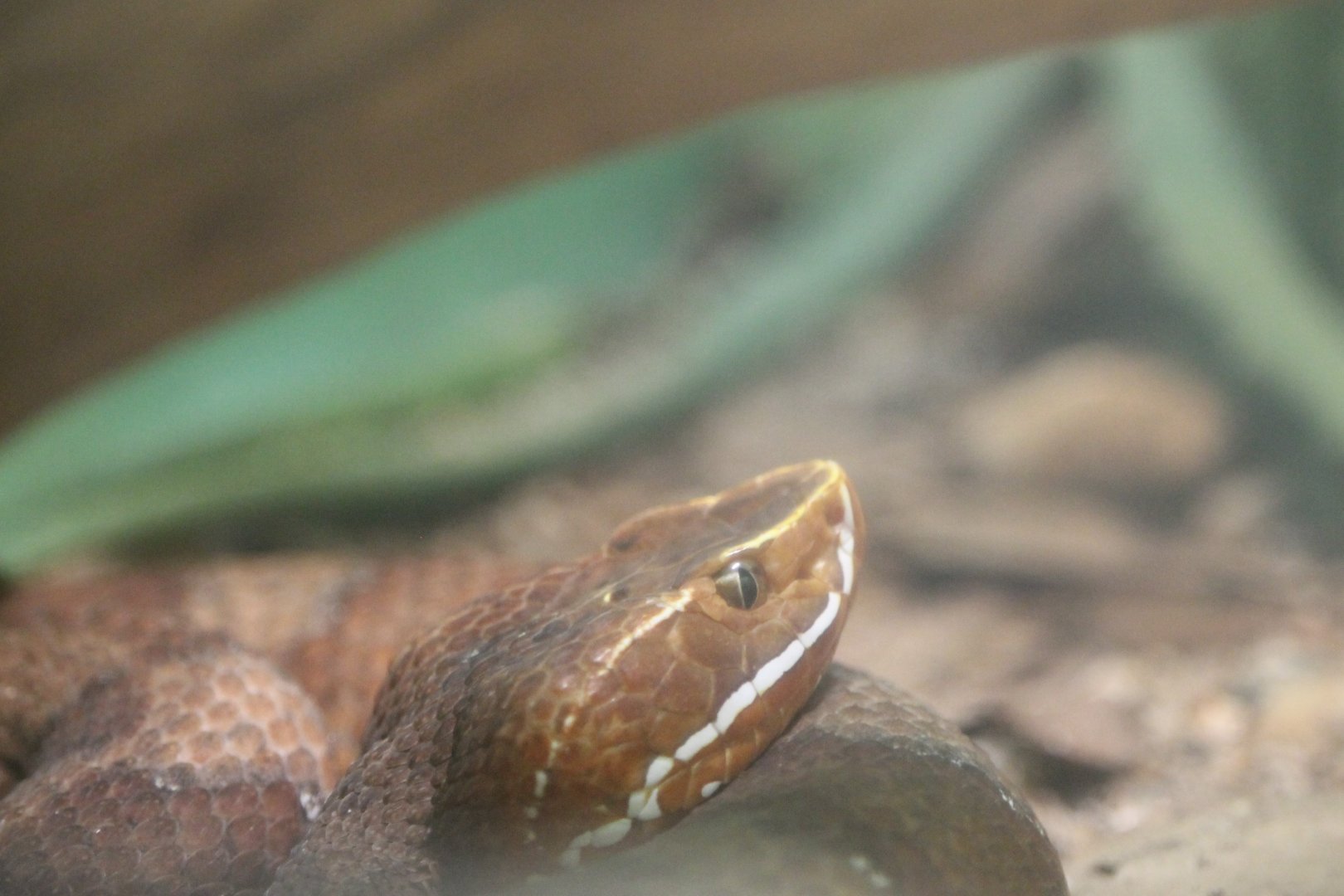 Southern Cantil (Agkistrodon howardgloydi)