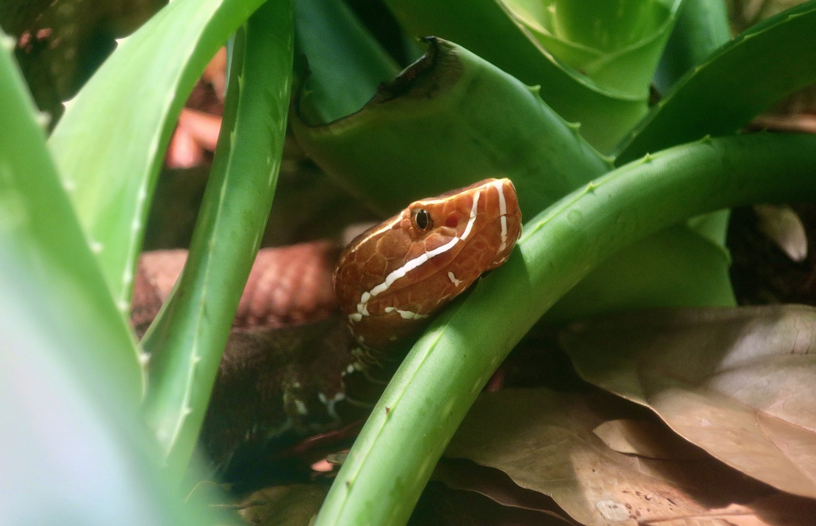 Southern Cantil (Agkistrodon howardgloydi)