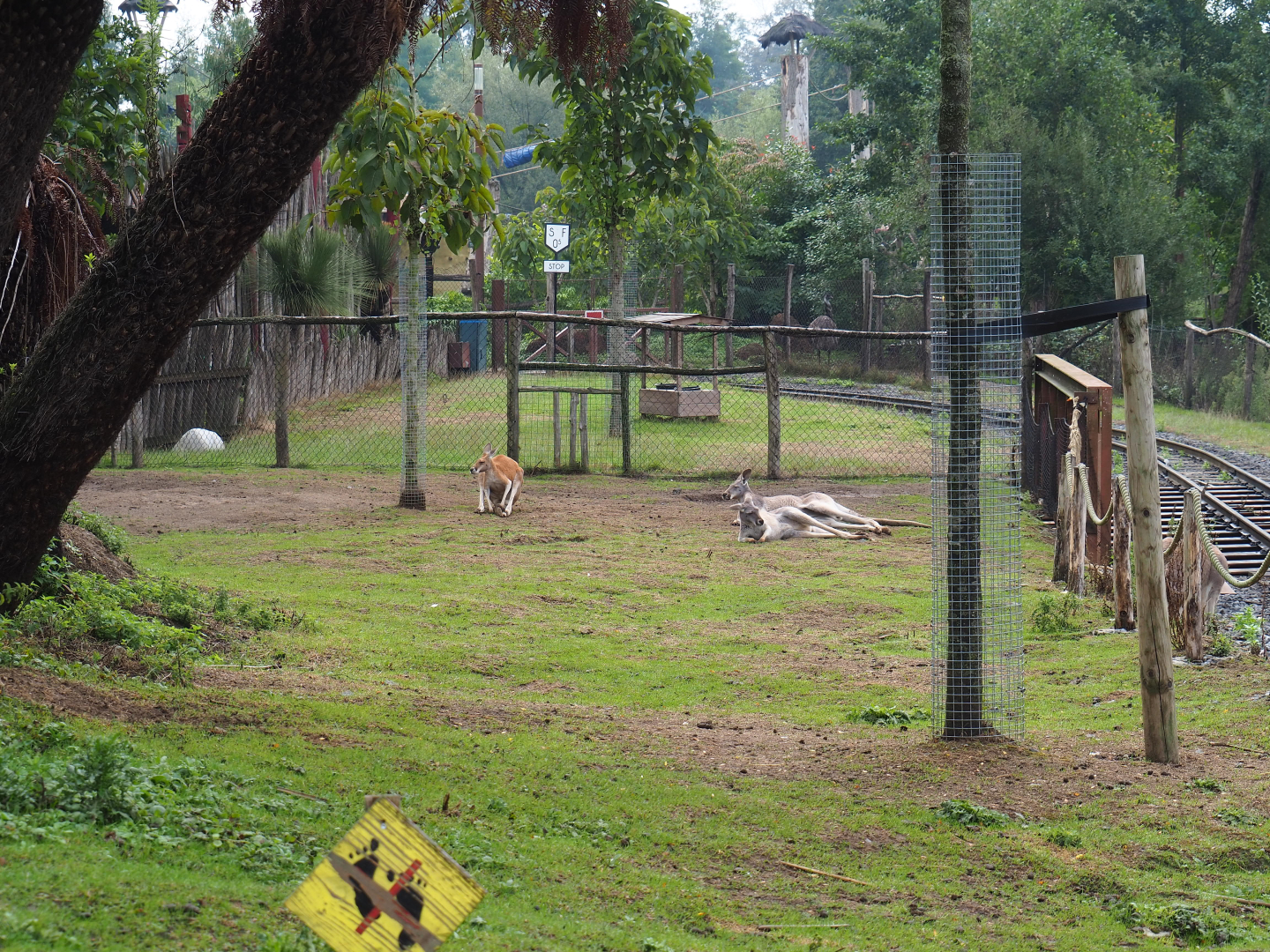 Southern Cape - Emu, Kangaroo and Wallaby, 2022-09-15