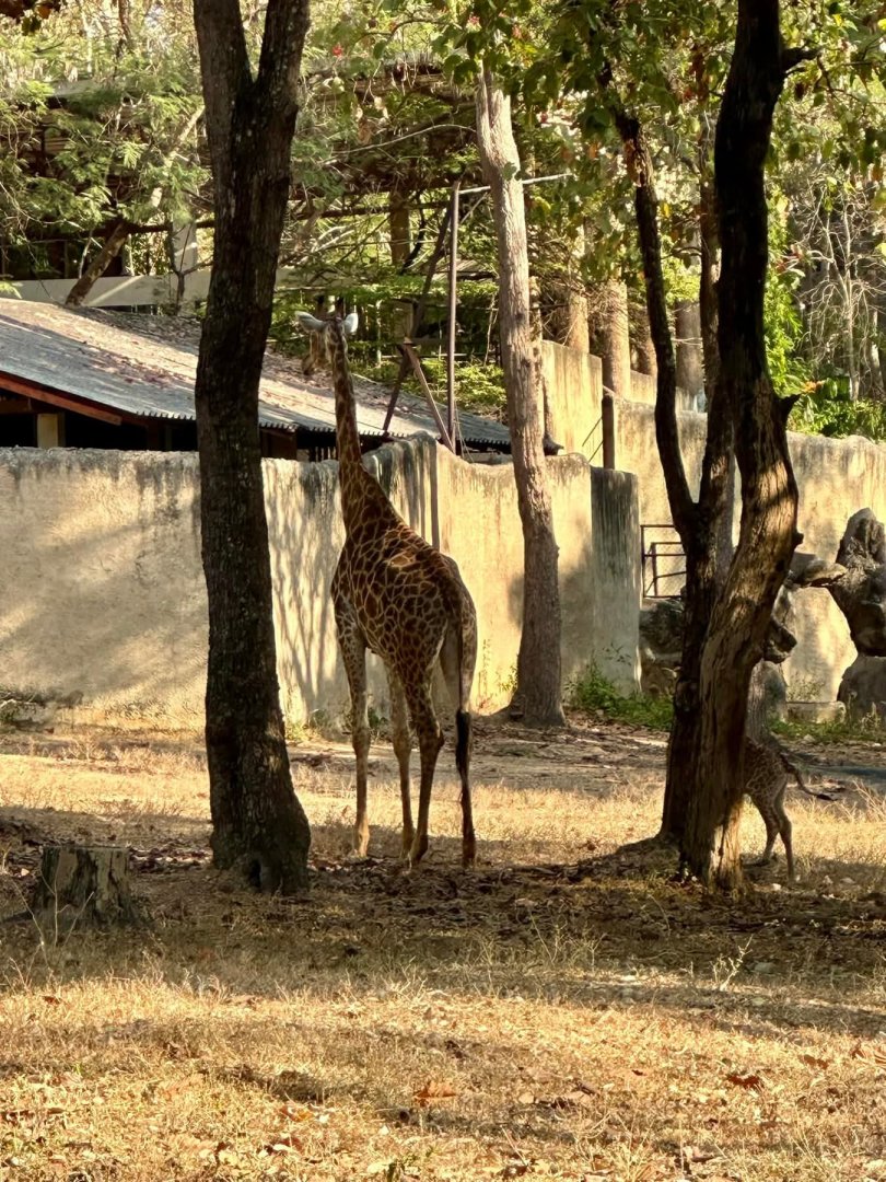 Southern, cape Griffe
