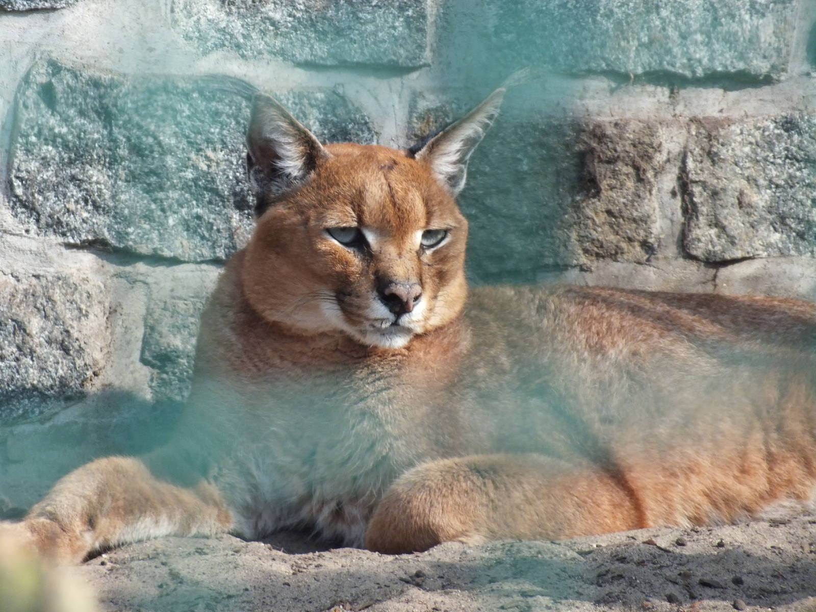 Southern Caracal (Caracal caracal caracal) at Tierpark Berlin - 3 April 201