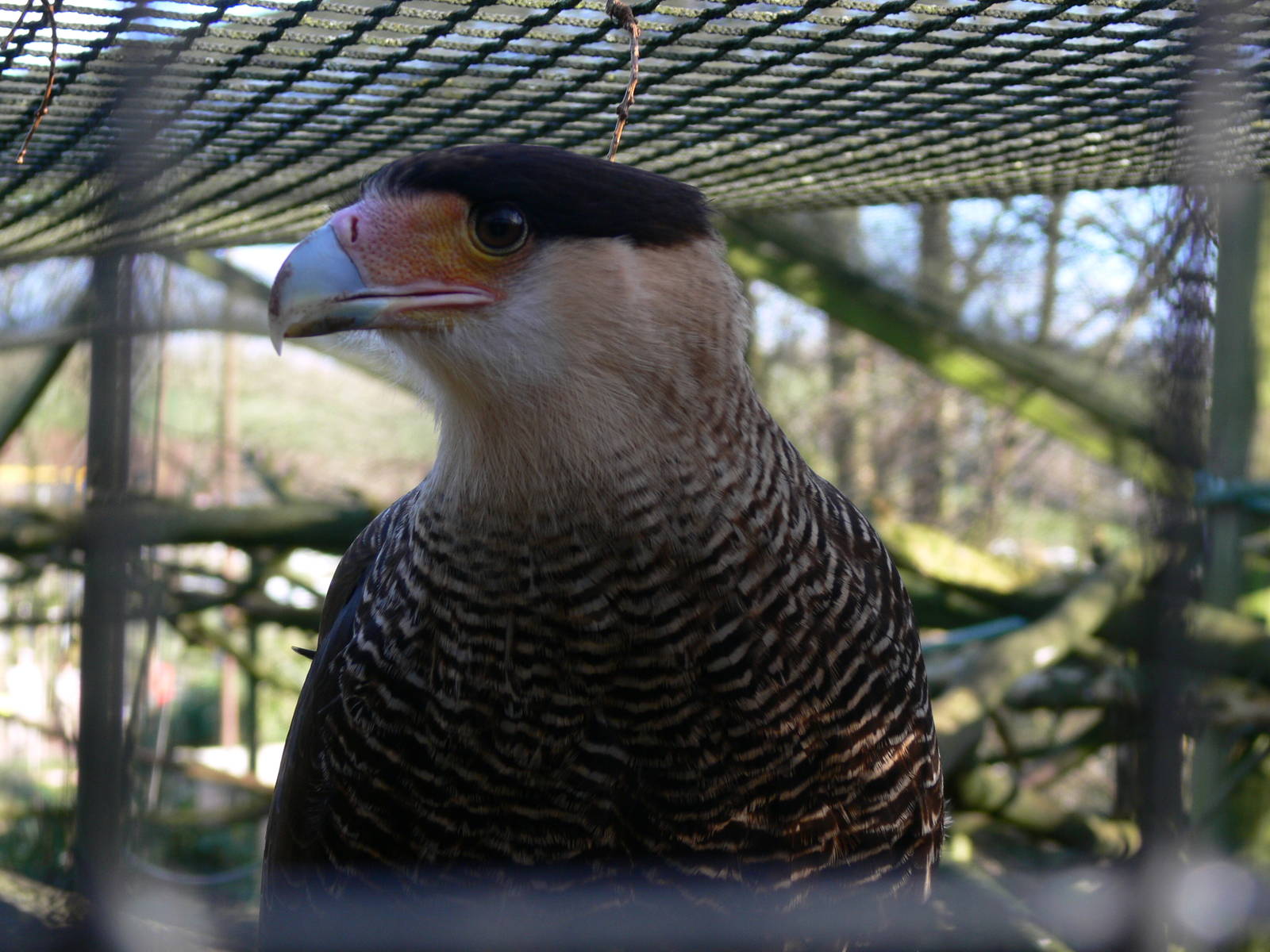 Southern Caracara at South Lakes, 16/02/14
