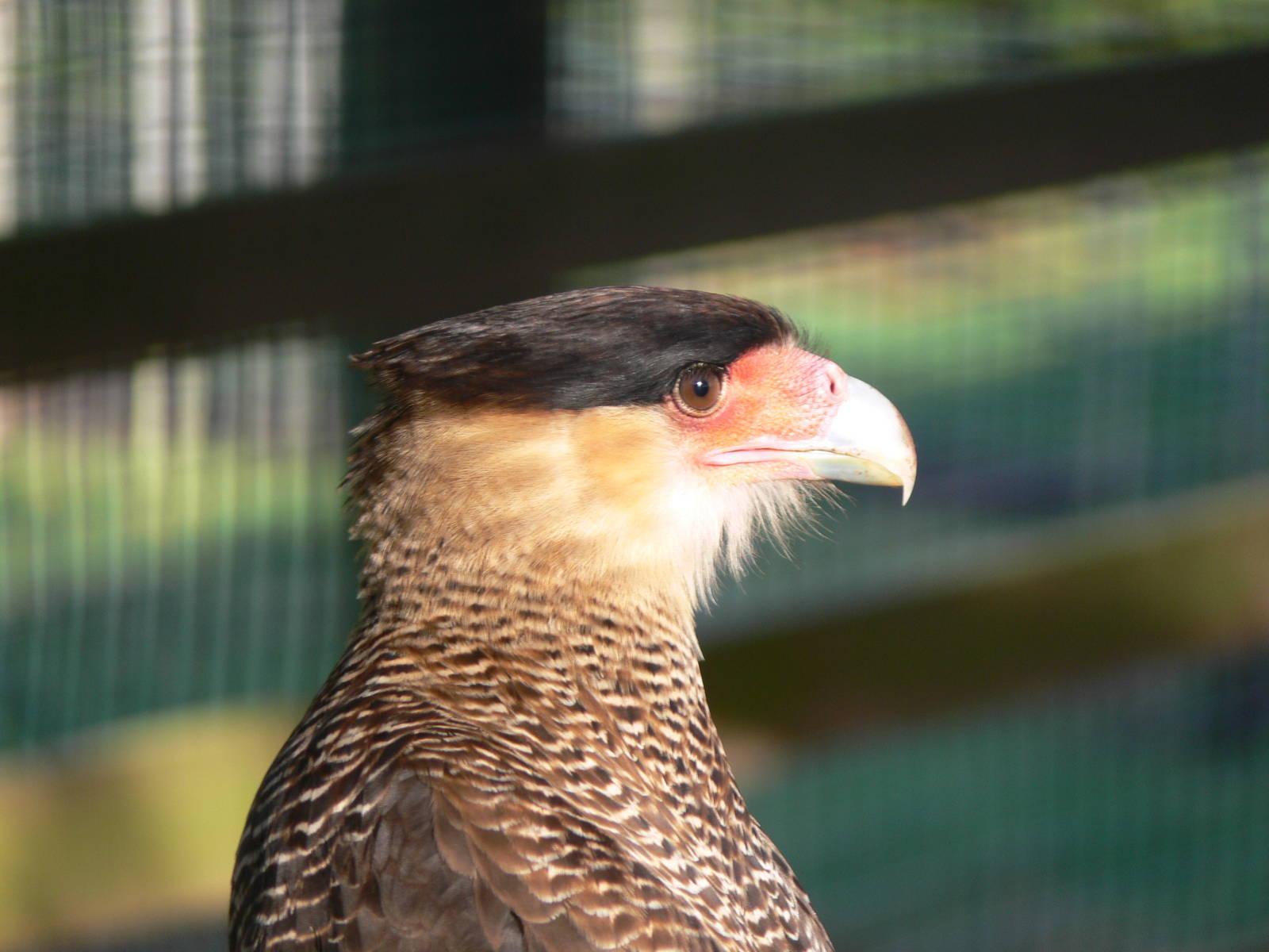 Southern Caracara at South Lakes, 16/02/14