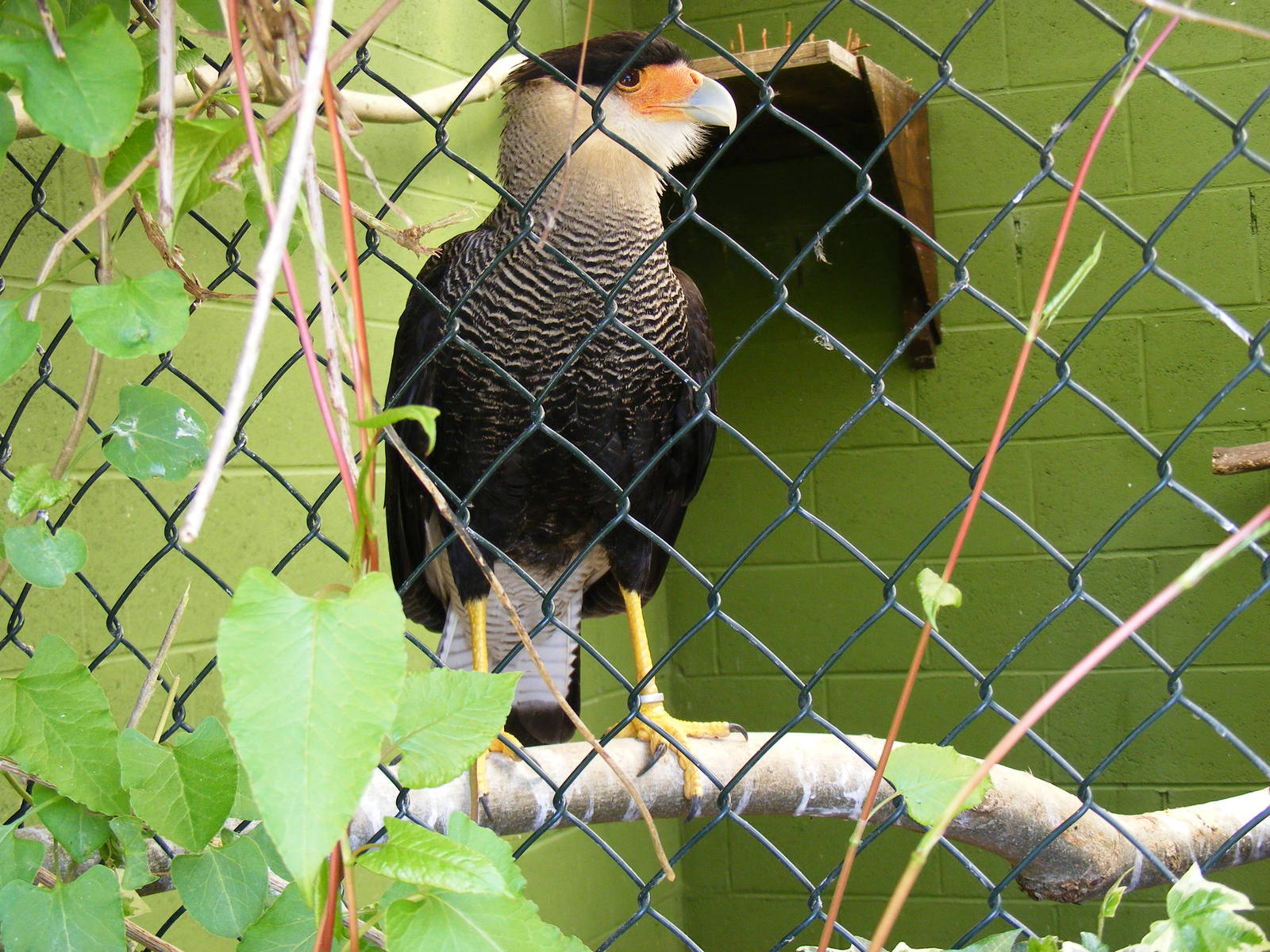 Southern caracara at Trotters World of Animals, 15 May 2010