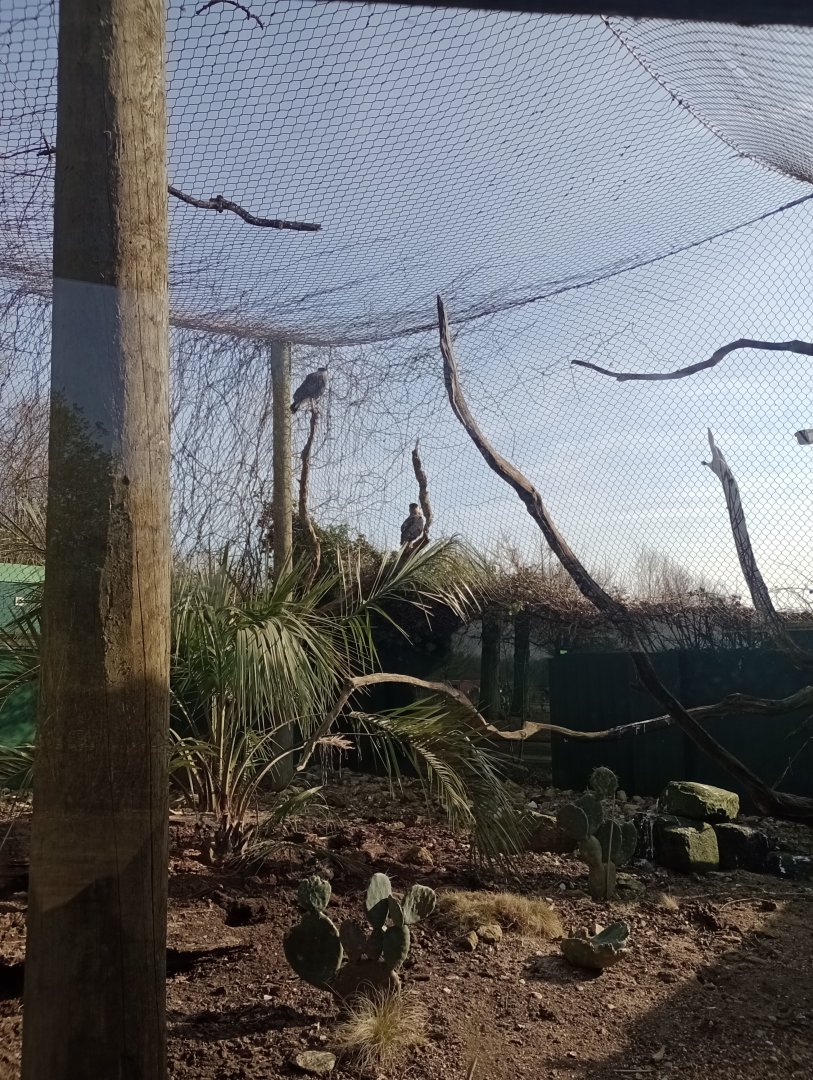 Southern caracara enclosure