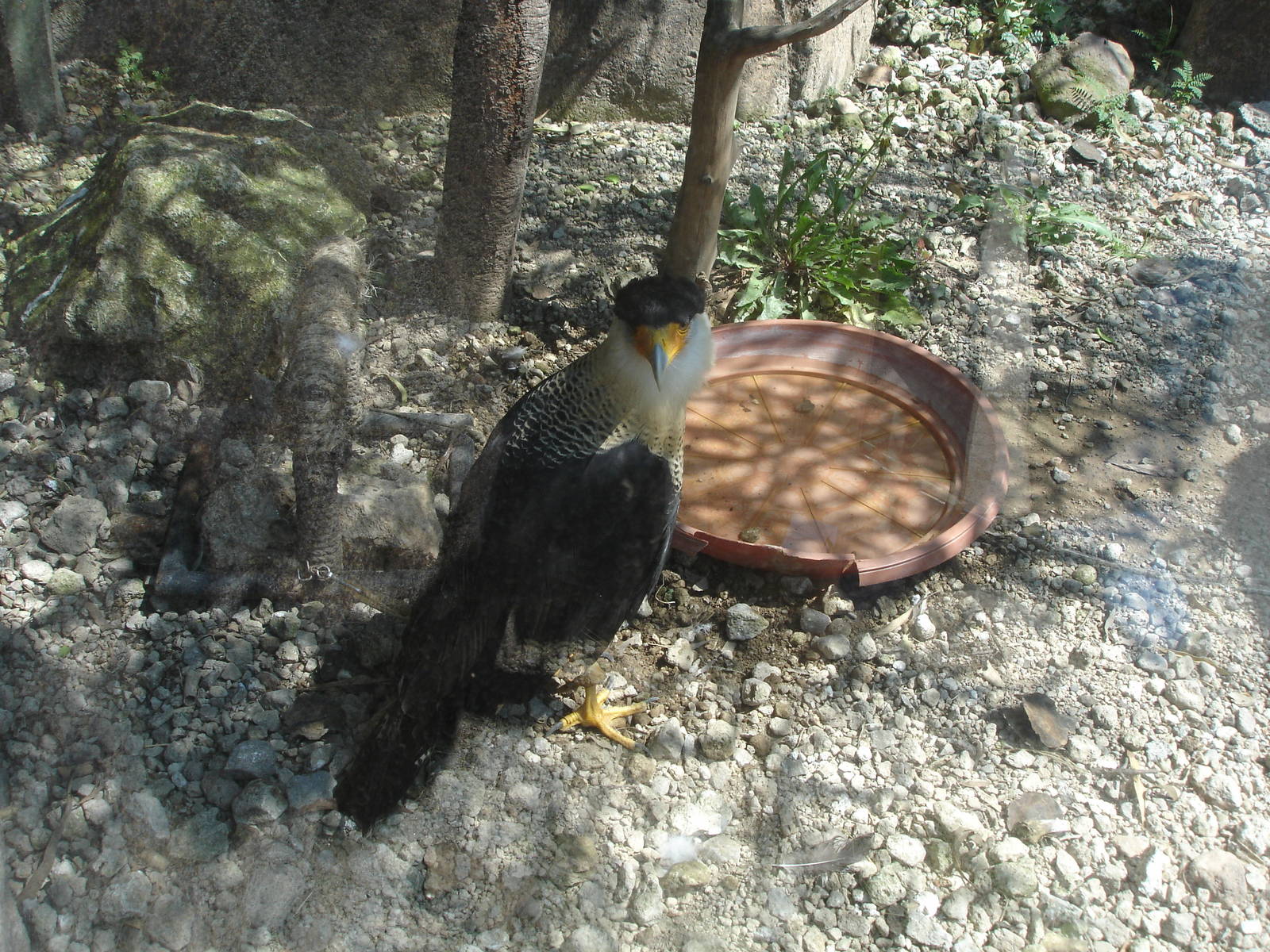 Southern Caracara