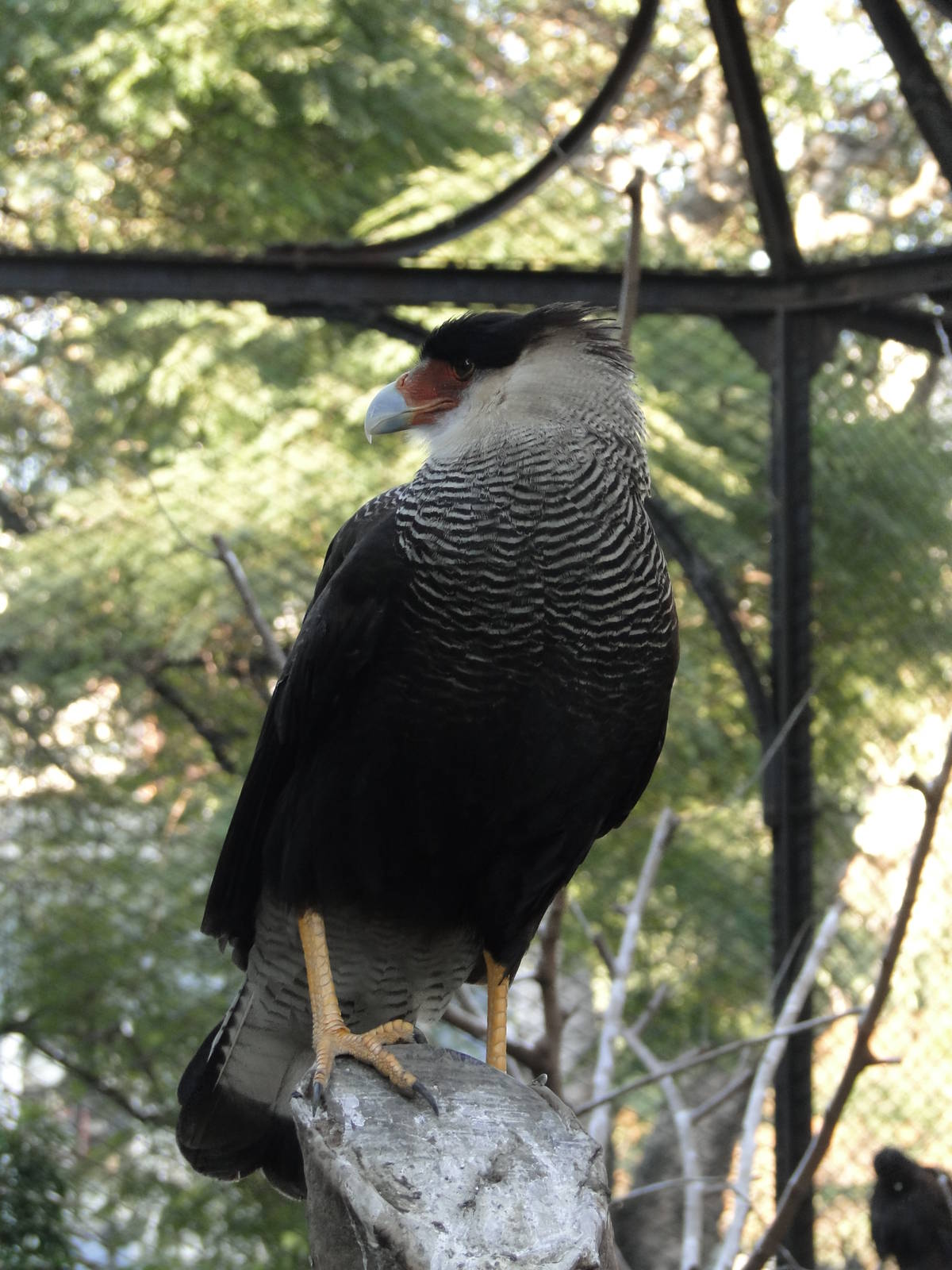 Southern Caracara