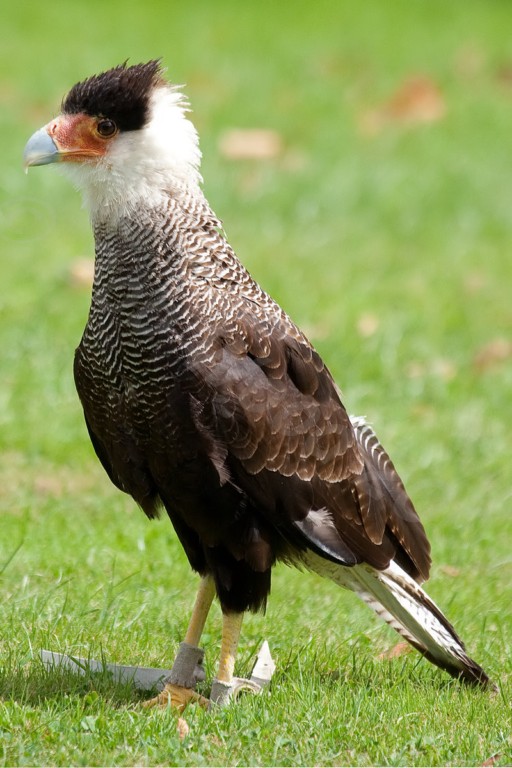 Southern Caracara