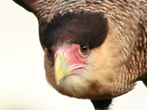 Southern Caracara