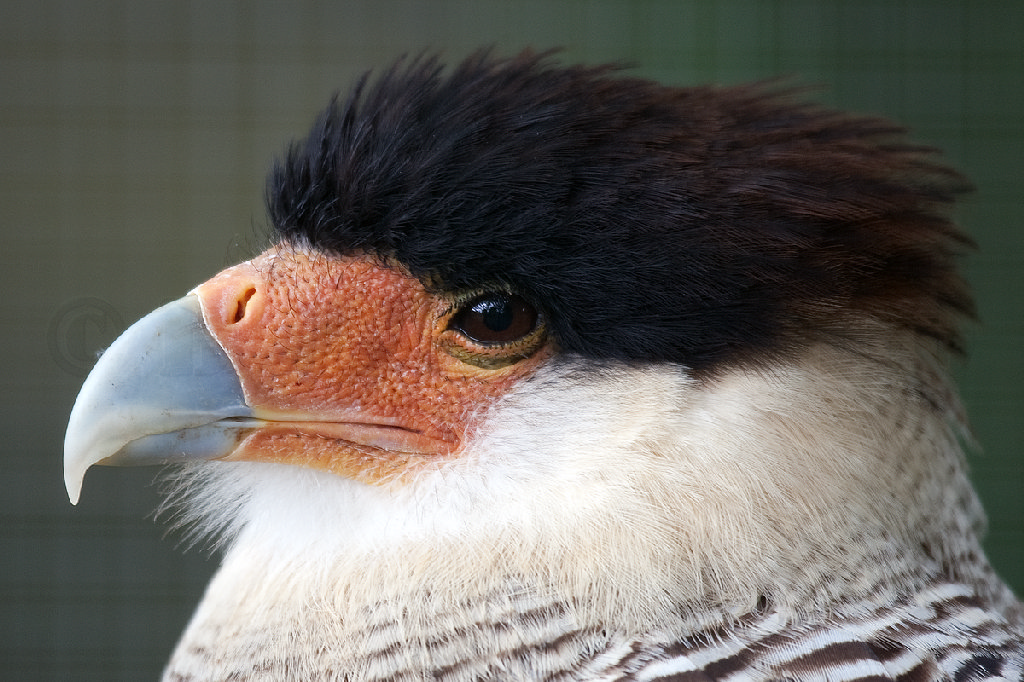 Southern Caracara
