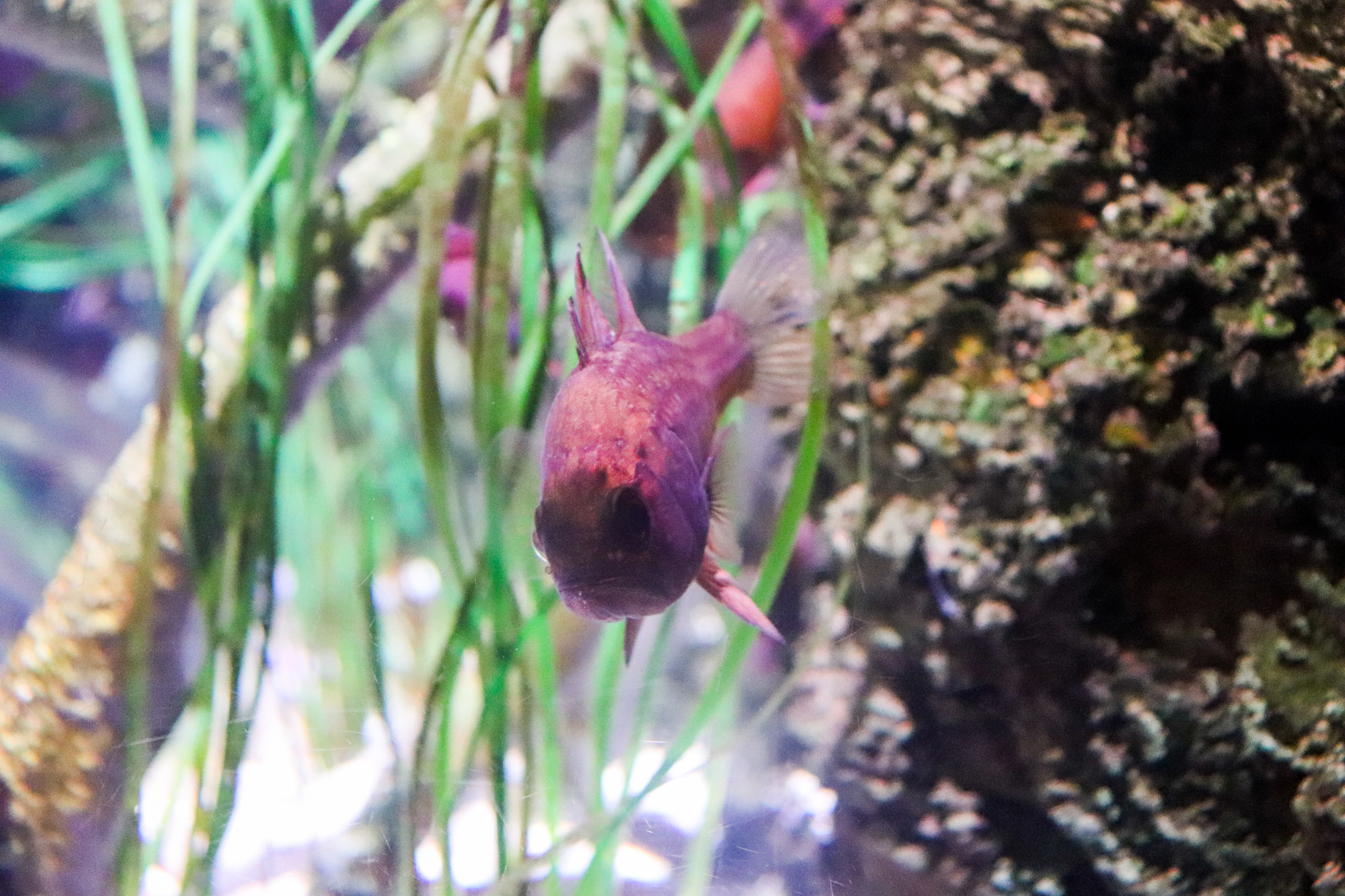 Southern Cardinalfish (Vincentia conspersa) - December 2018
