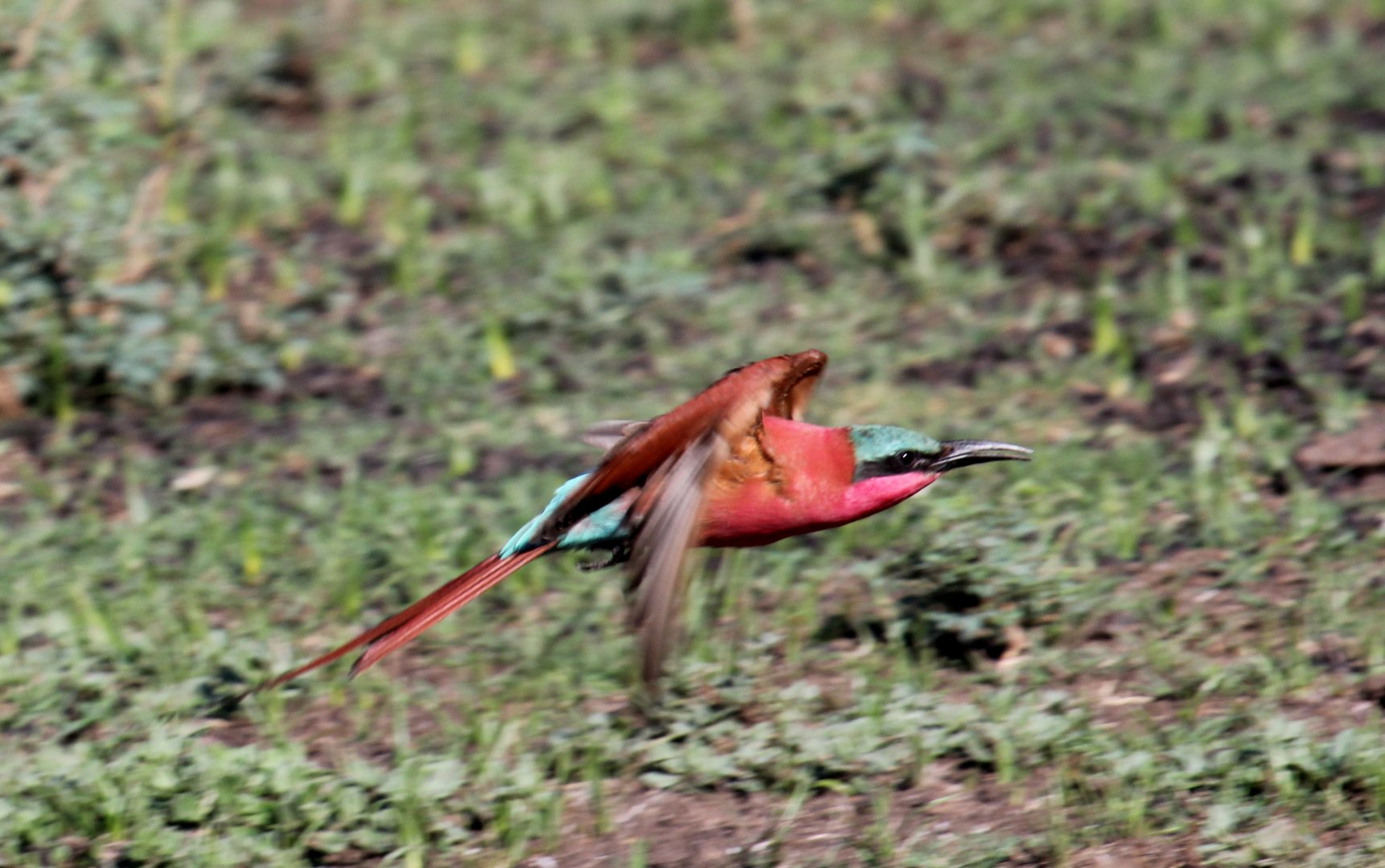 Southern Carmine Bee-Eater (Merops nubicoides)