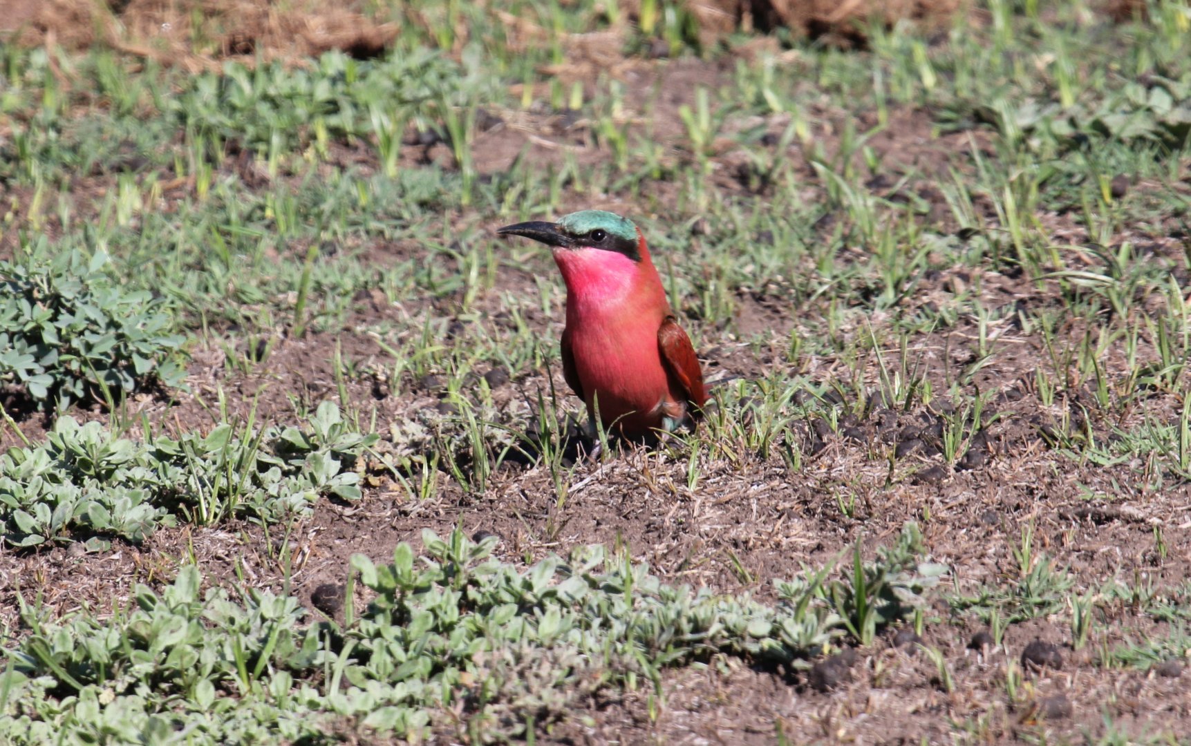 Southern Carmine Bee-Eater (Merops nubicoides)