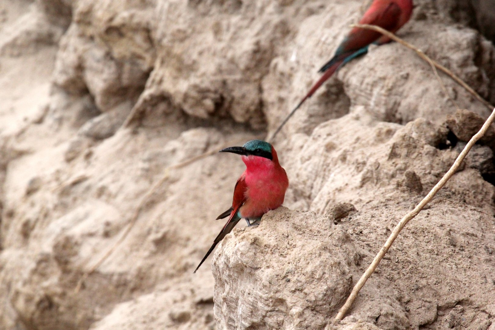 Southern Carmine Bee-Eater (Merops nubicoides)