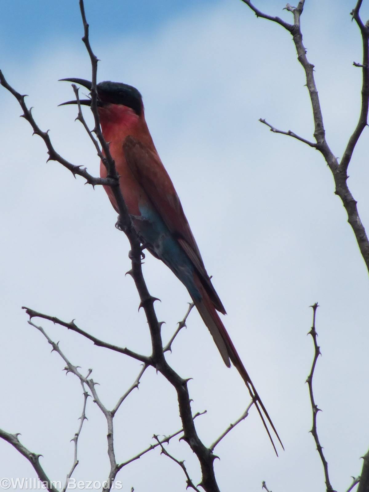 Southern Carmine Bee-eater