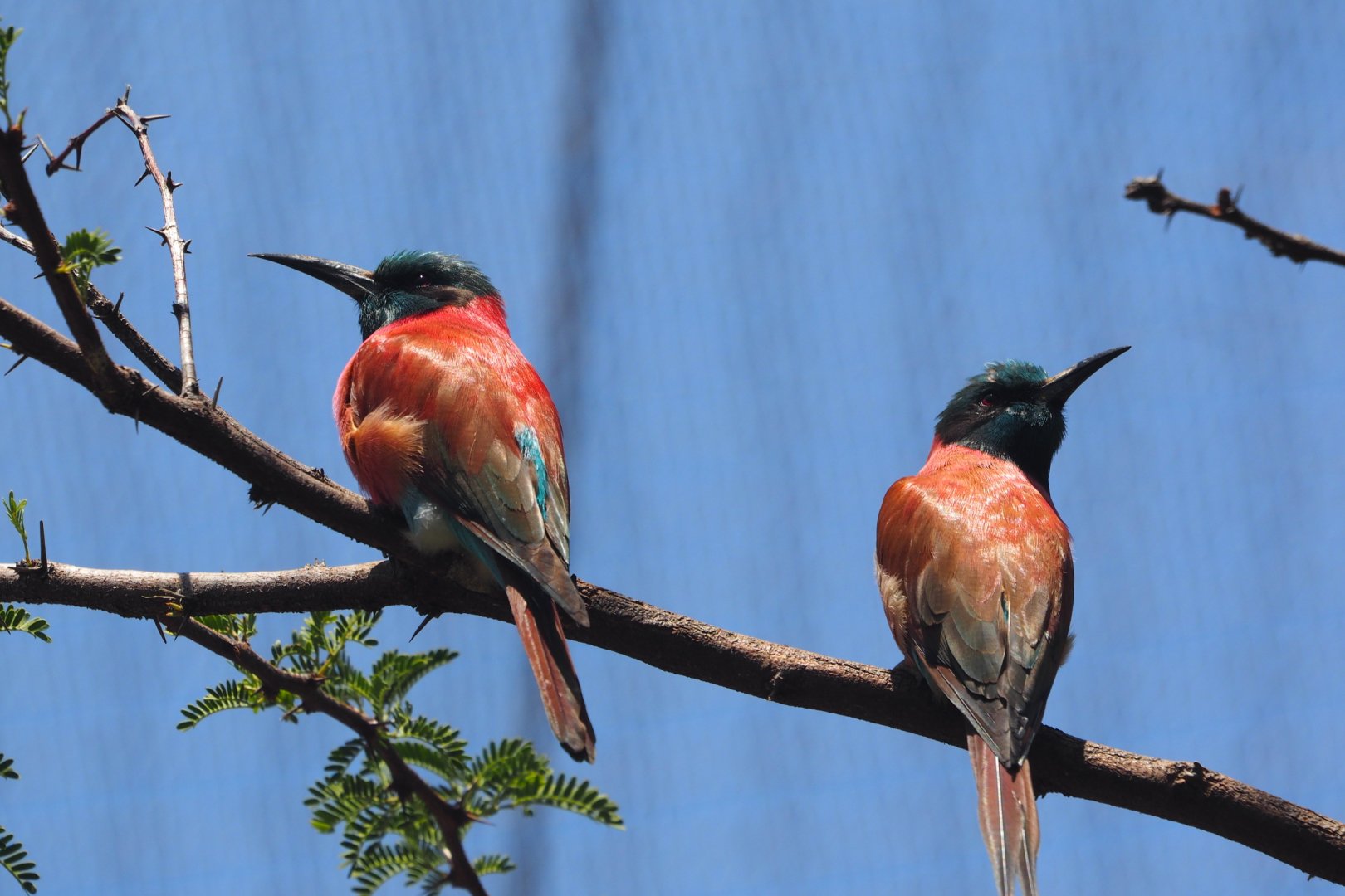 Southern carmine bee-eaters