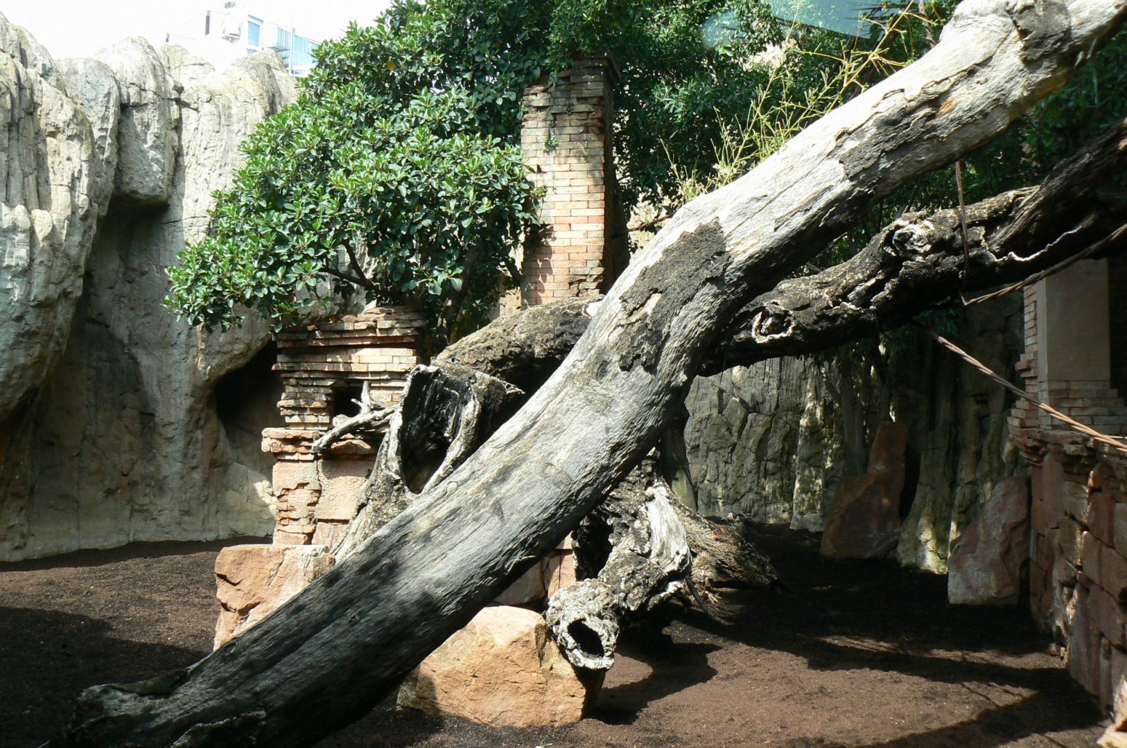 Southern cassowaries and nepalese red pandas exhibit