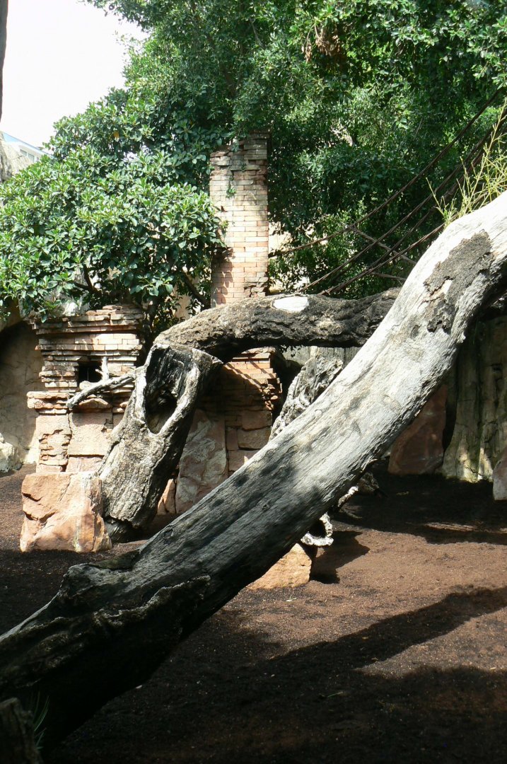 Southern cassowaries and nepalese red pandas exhibit