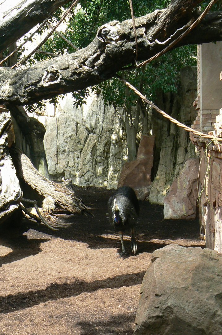 Southern cassowaries and nepalese red pandas exhibit