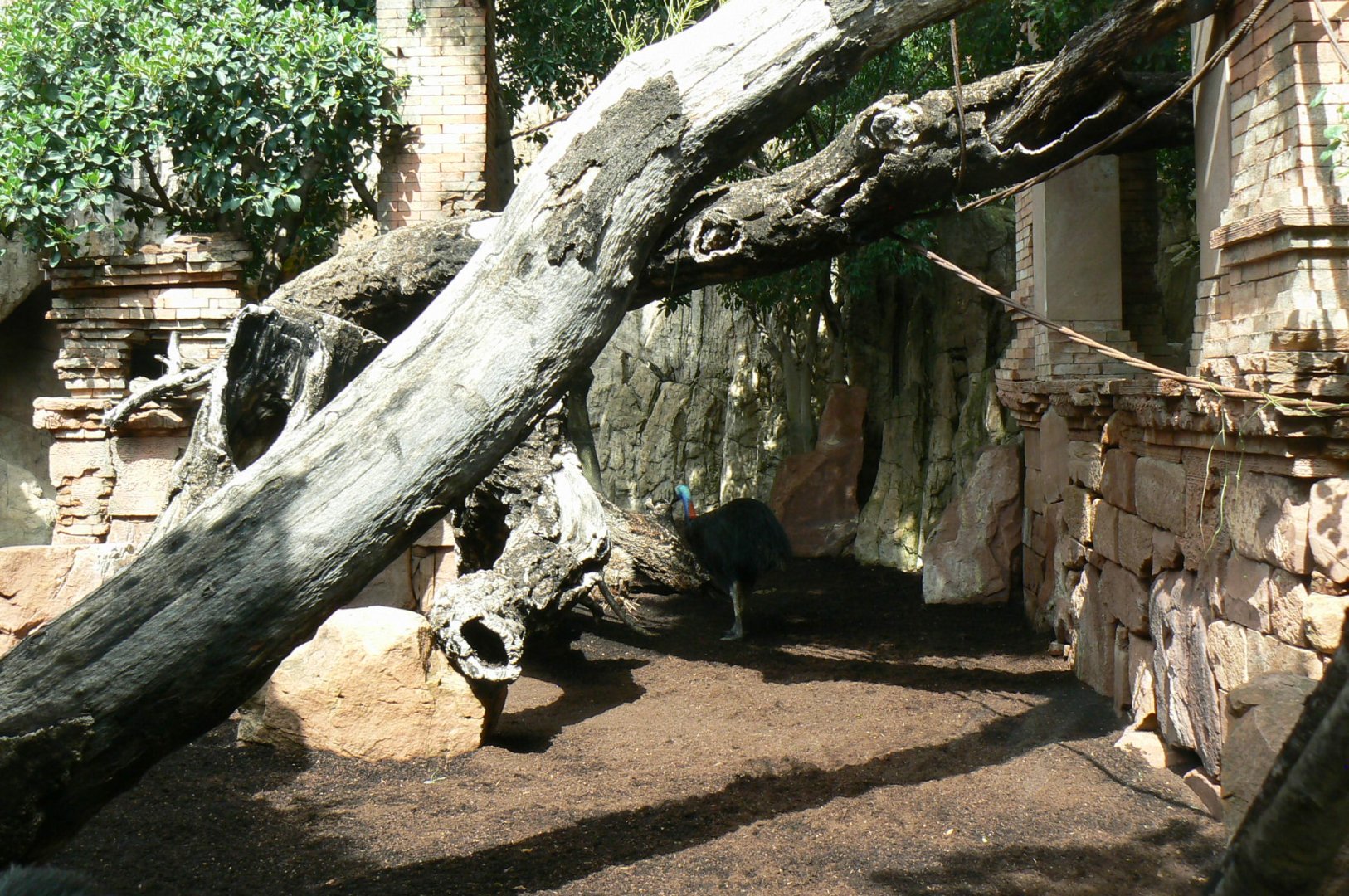 Southern cassowaries and nepalese red pandas exhibit