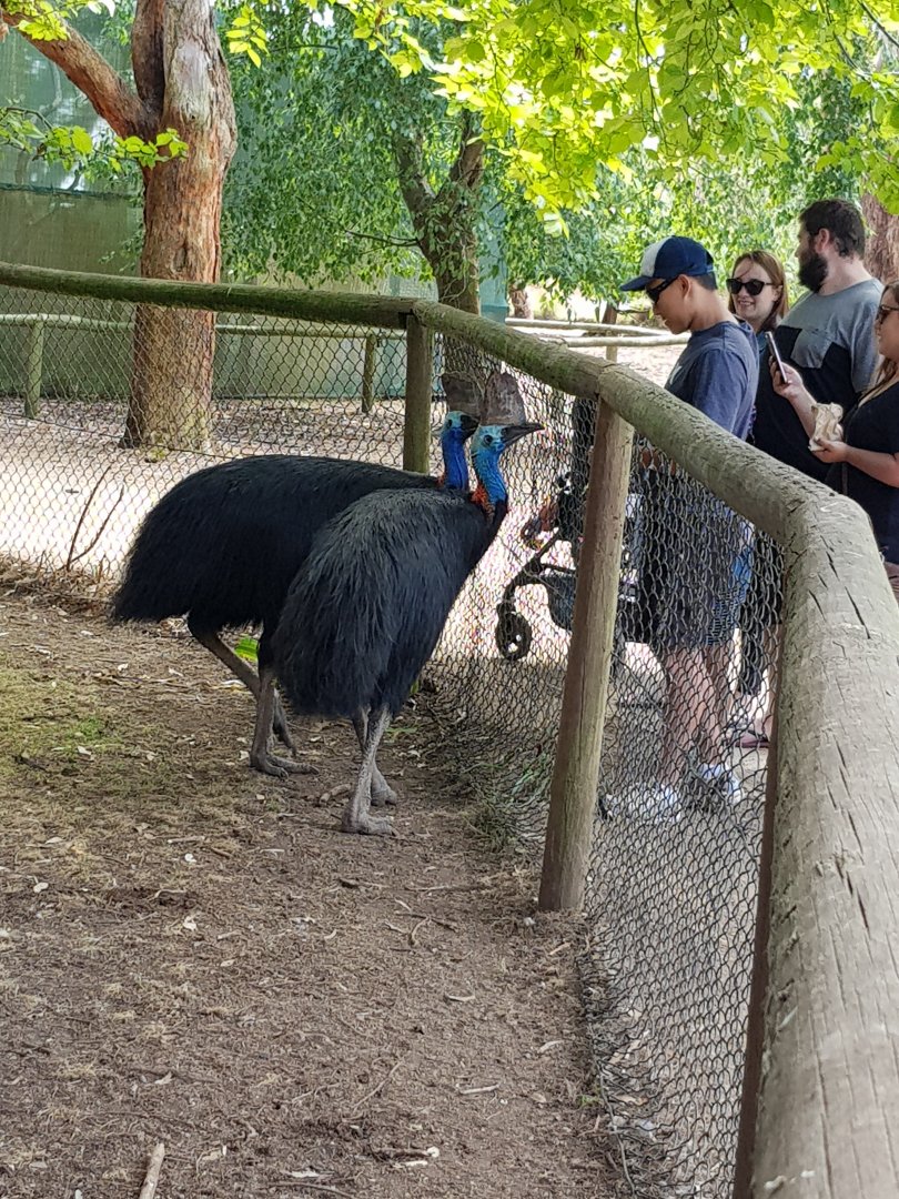 Southern Cassowaries - Phillip Island Wildlife Park