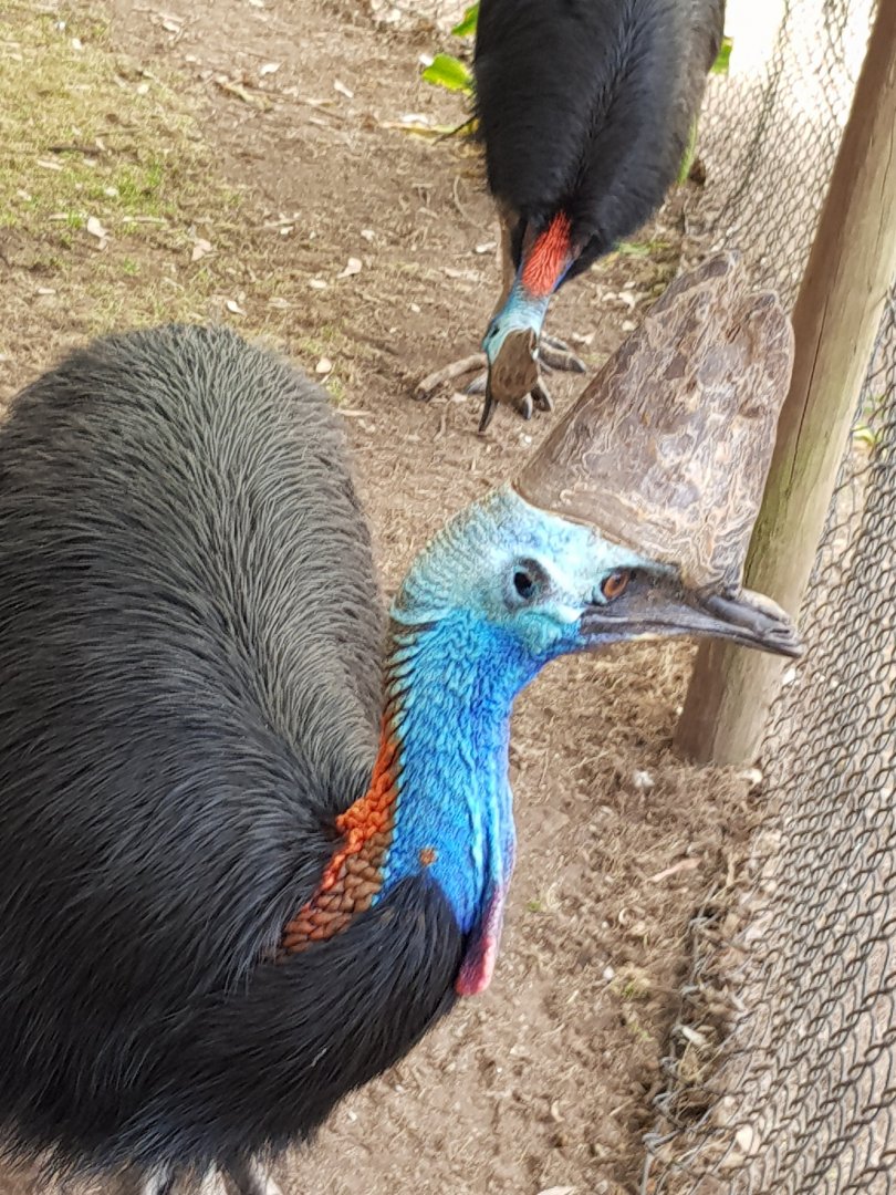Southern Cassowaries - Phillip Island Wildlife Park