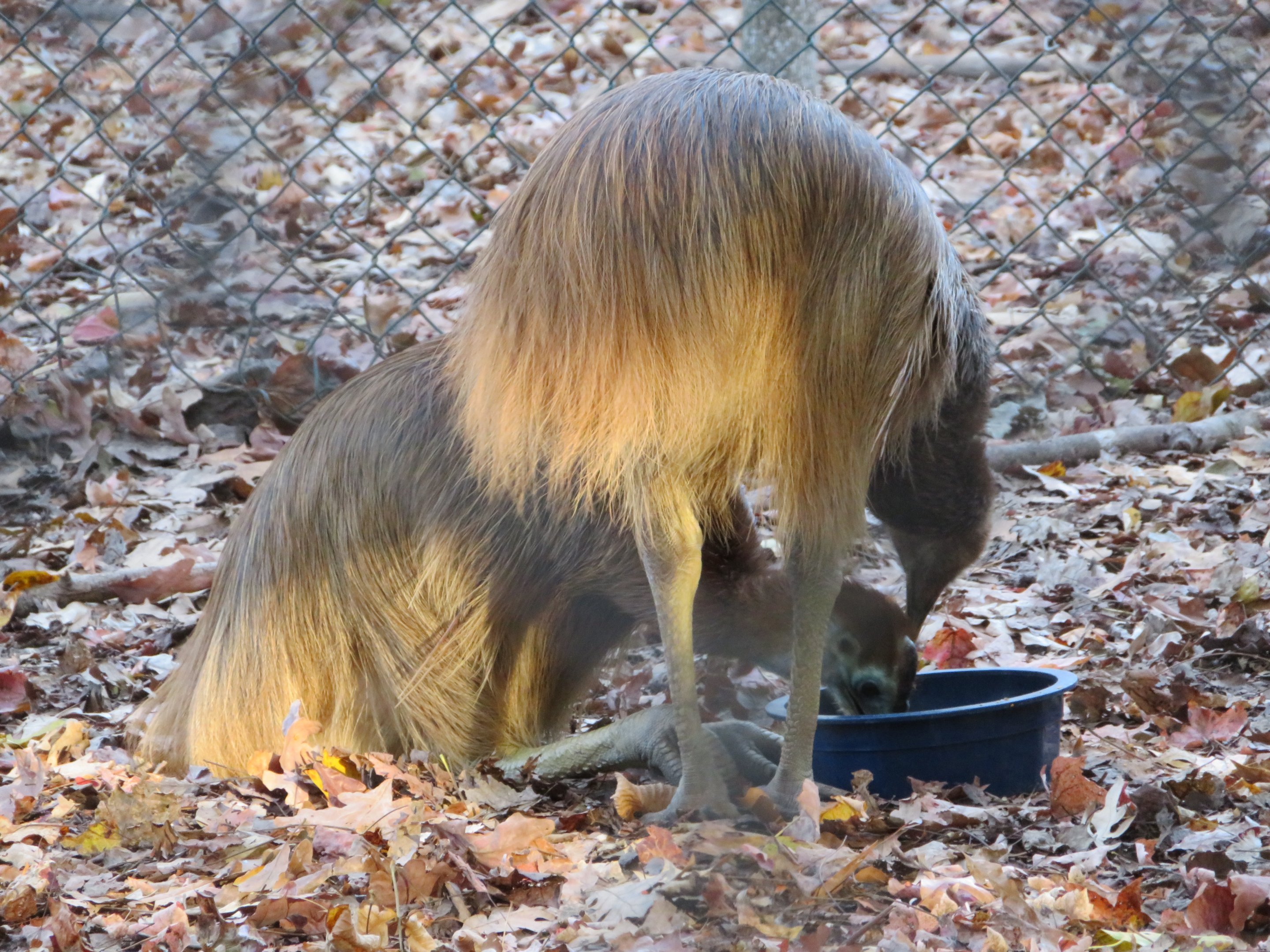 Southern Cassowaries
