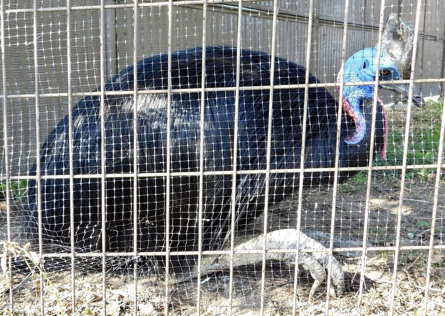 Southern Cassowarry (Casuarius casuarius) - Tobu Zoo November 15, 2025