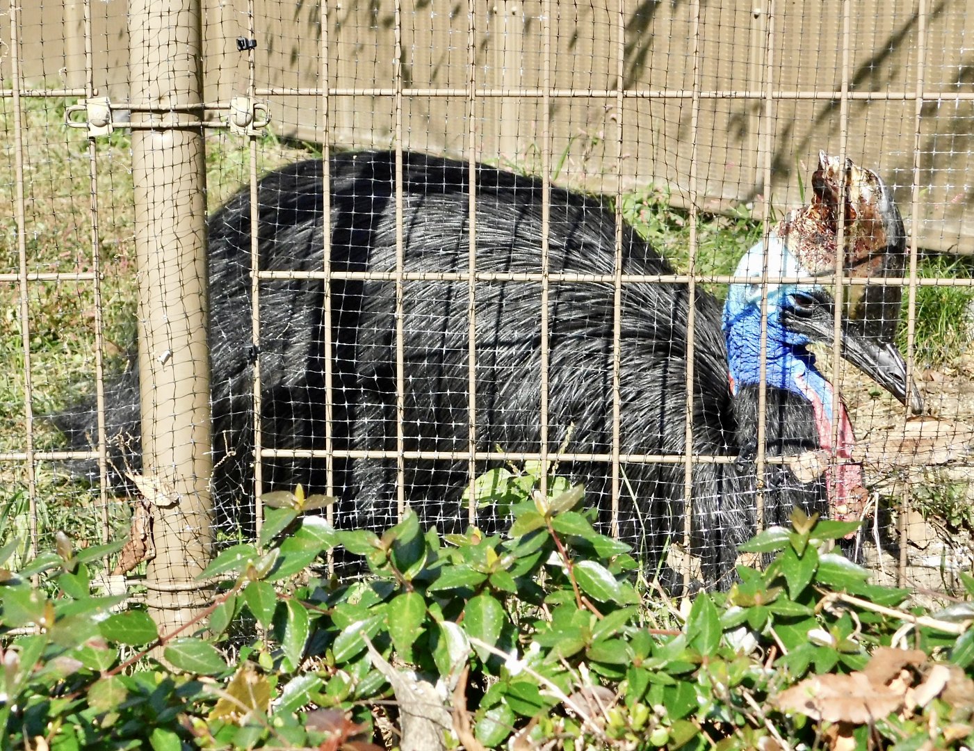 Southern Cassowarry (Casuarius casuarius) - Tobu Zoo November 15, 2025