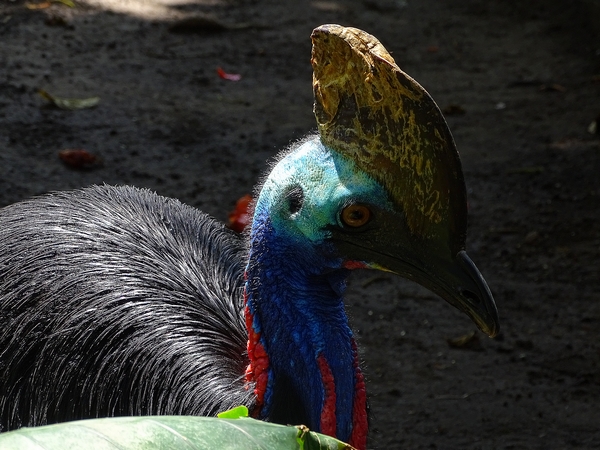 Southern cassowary (08/2016)