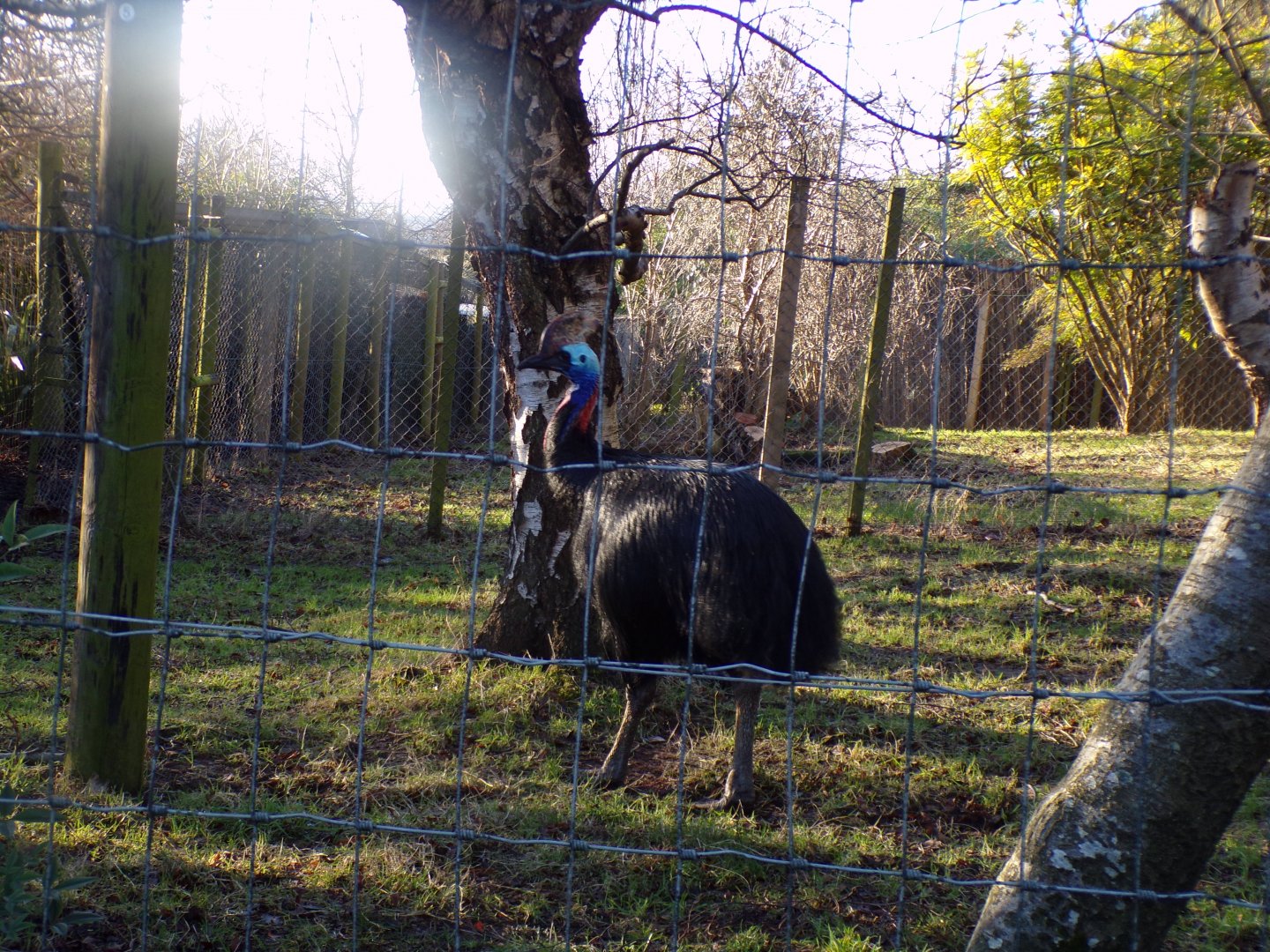 Southern cassowary 1.1.24