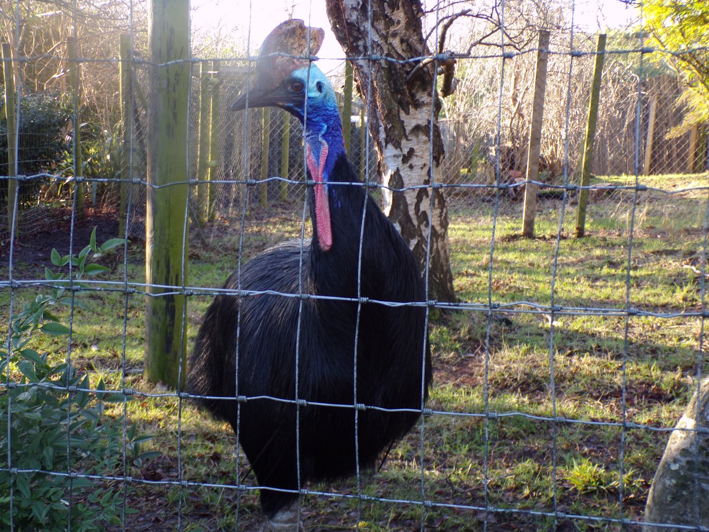 Southern cassowary 1.1.24