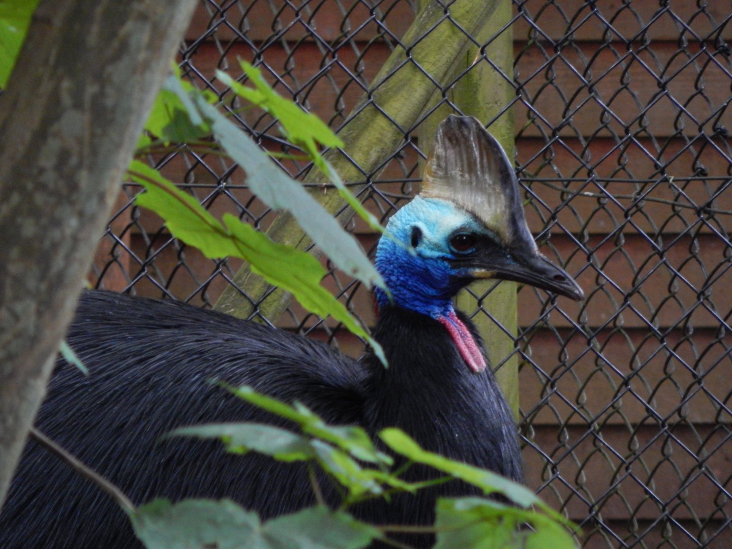 Southern cassowary 130624